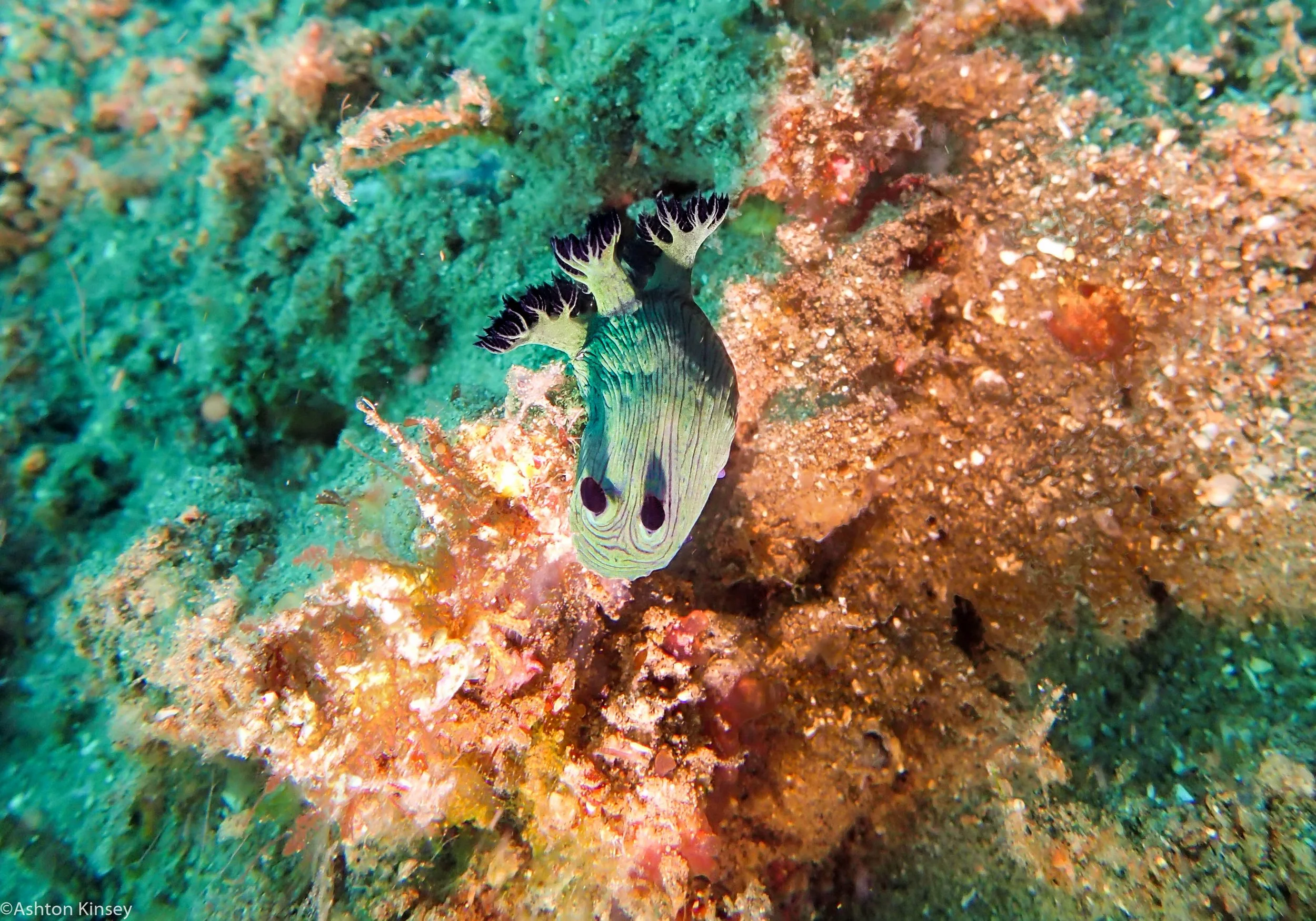 House Reef Nembrotha milleri Dive 14.jpg