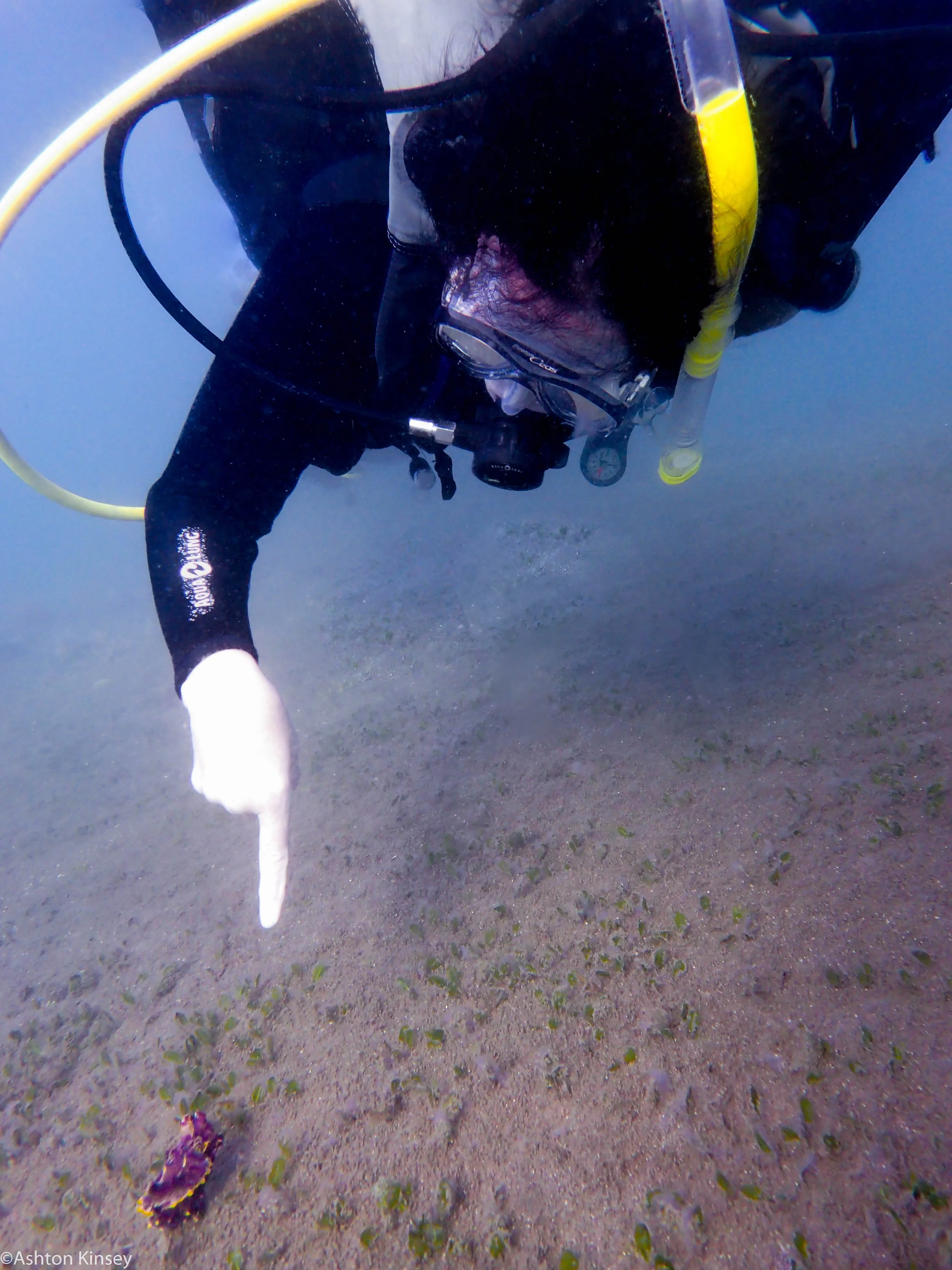 House Reef Jean and the cuttle Dive 14.jpg