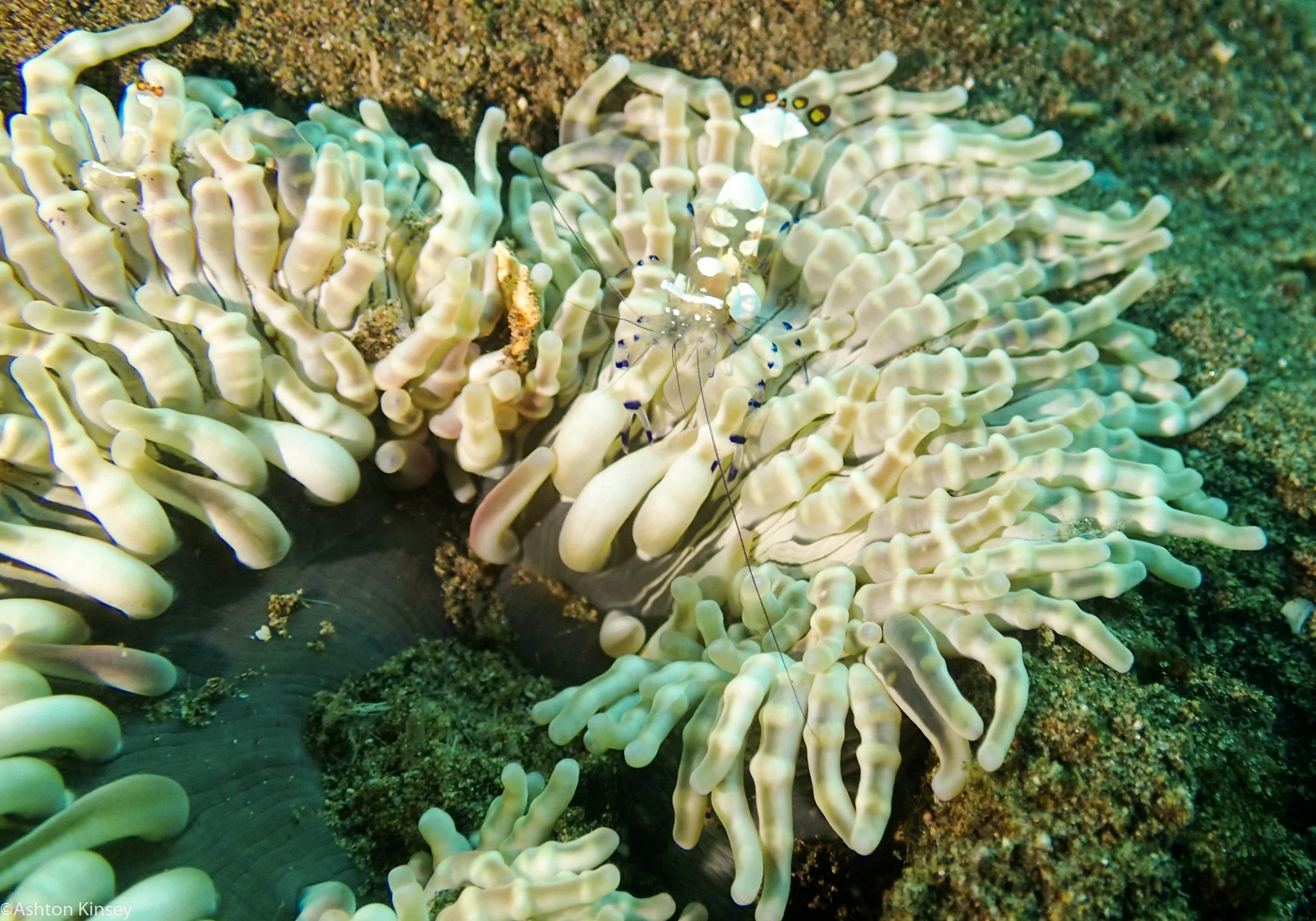 House Reef Peacock tail nem shrimp Dive 14.jpg