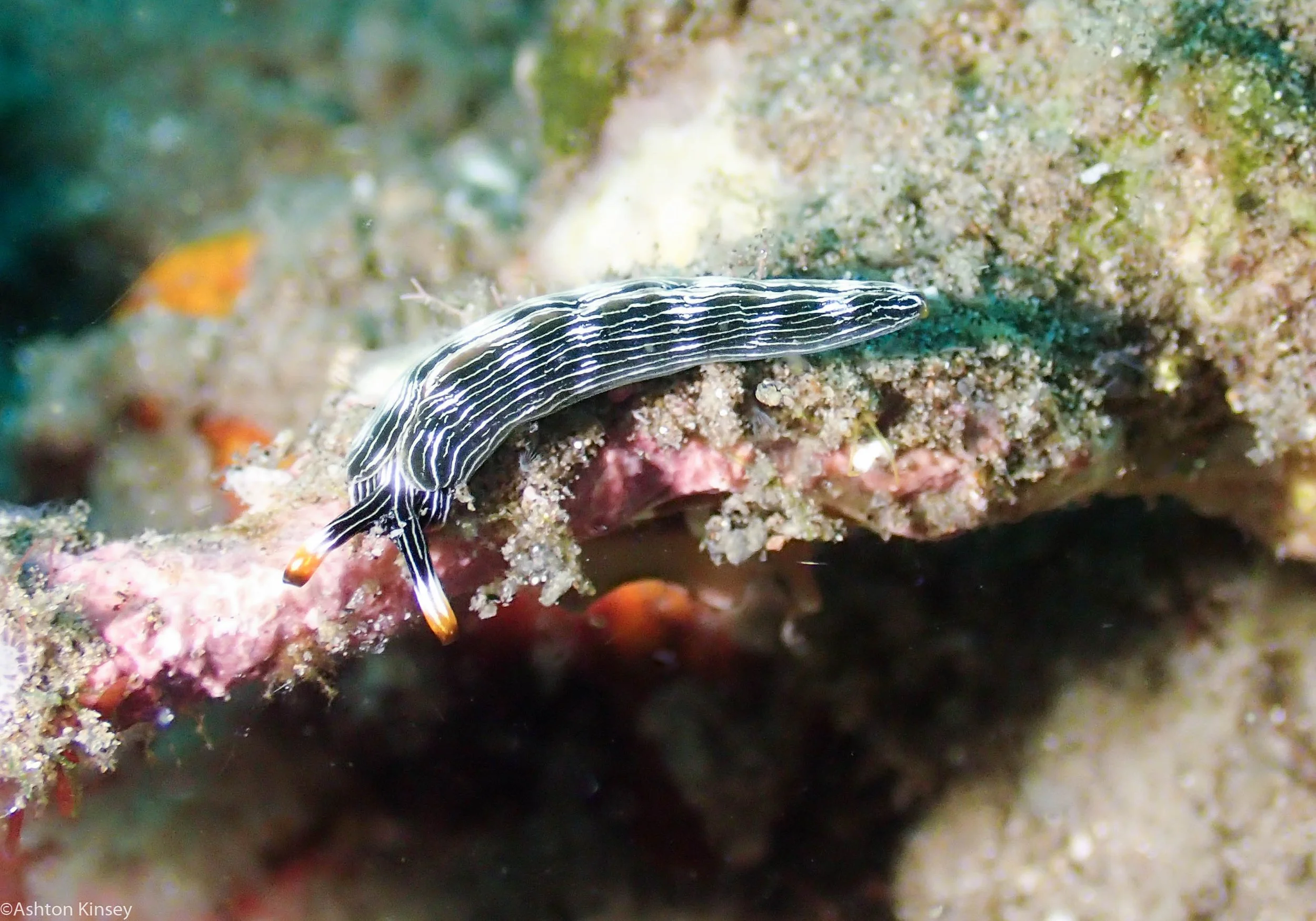 House Reef Slender Sapsipping slug Dive 14.jpg