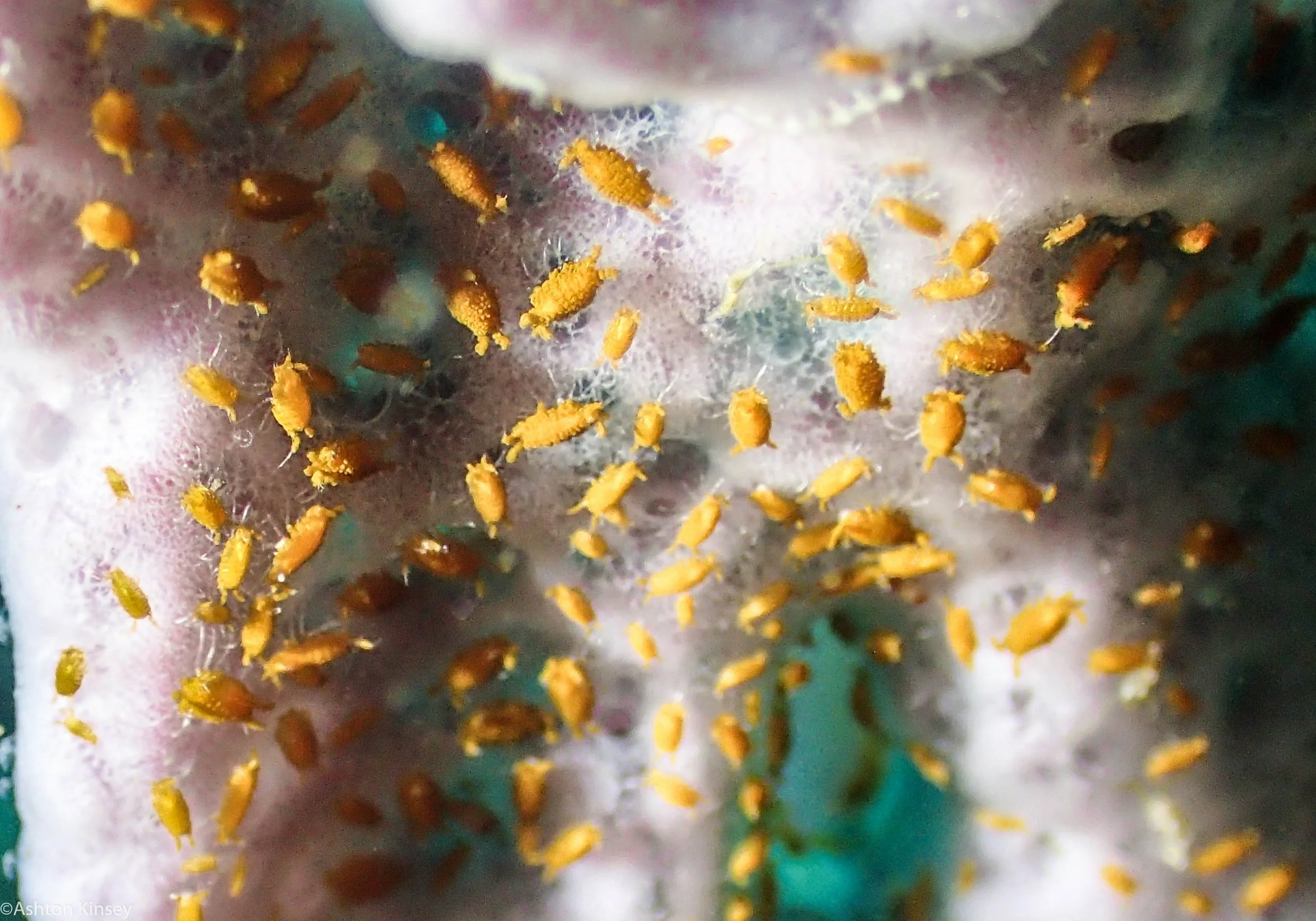 House Reef Sponge Isopod  Dive 14.jpg