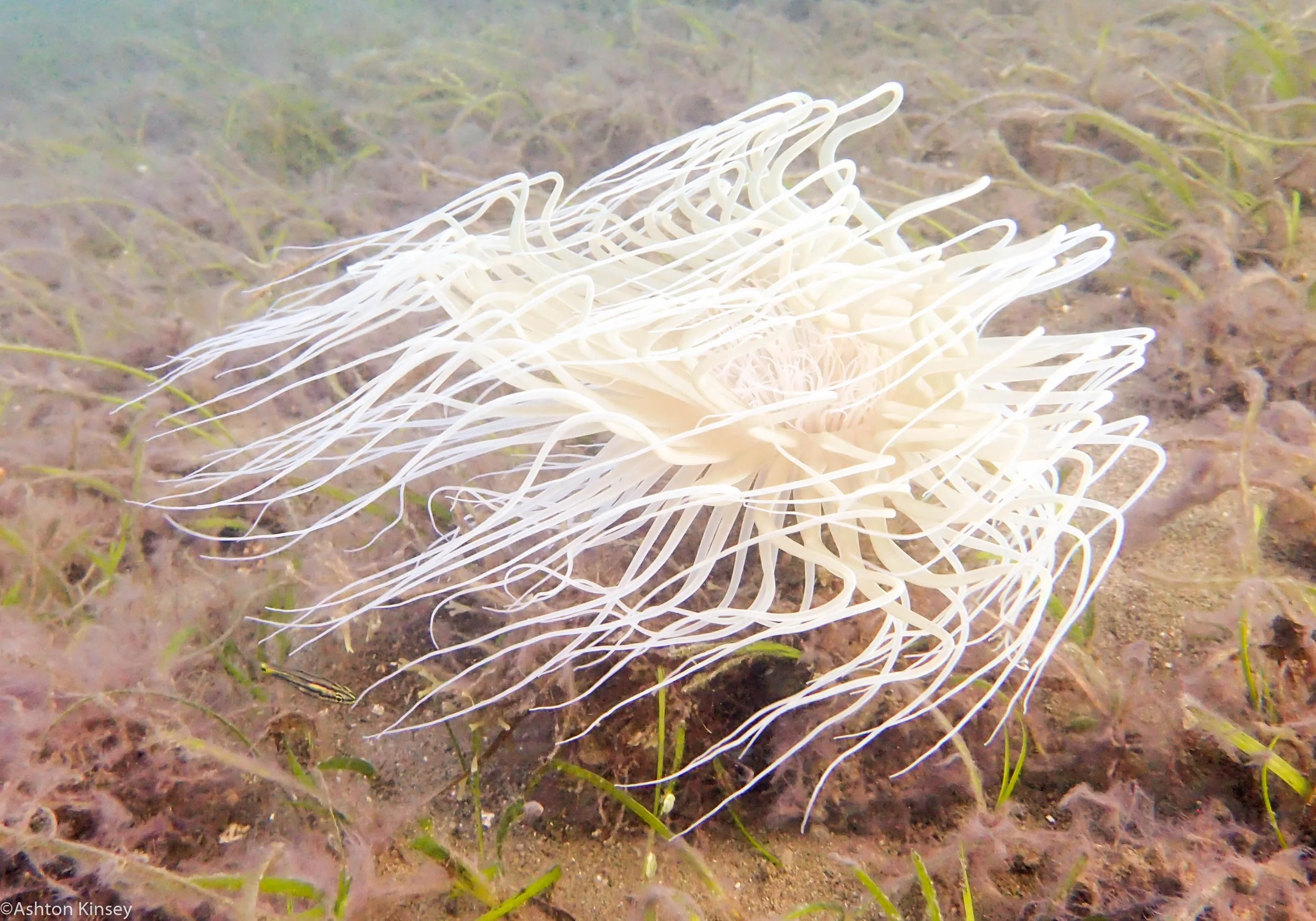 House Reef Tube Nem Dive 14.jpg