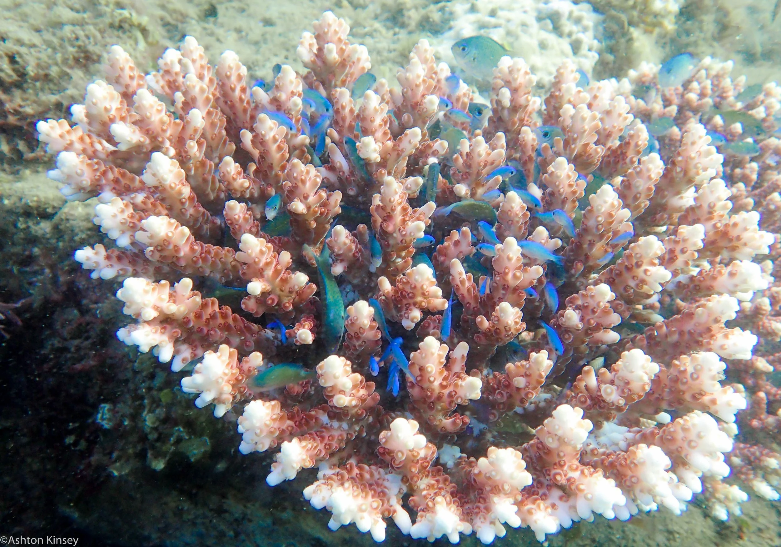 House Reef Blue Chromis Dive 14.jpg