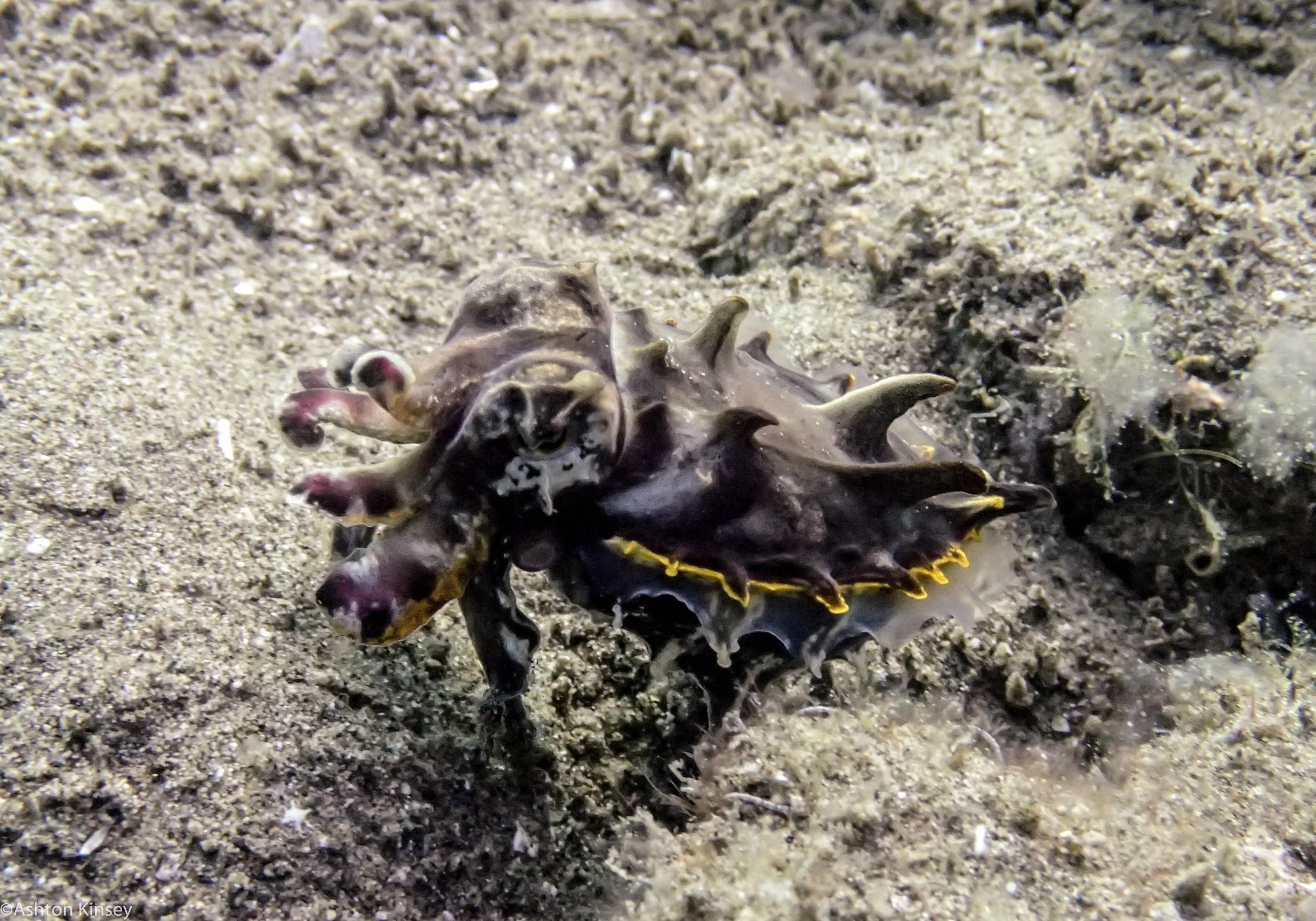 House Reef Flambouyant Cuttle  Dive 14.jpg