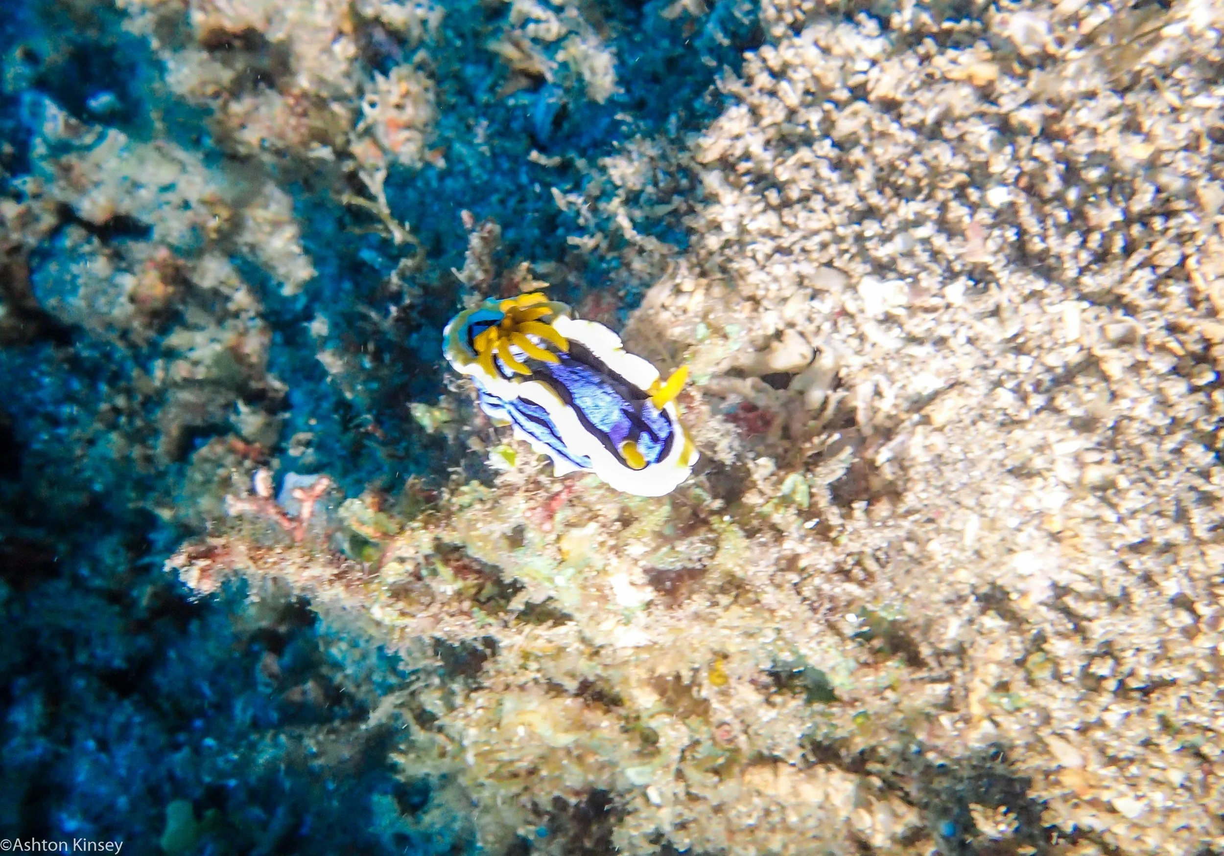 Mandarine Point C. annae Dive 23.jpg