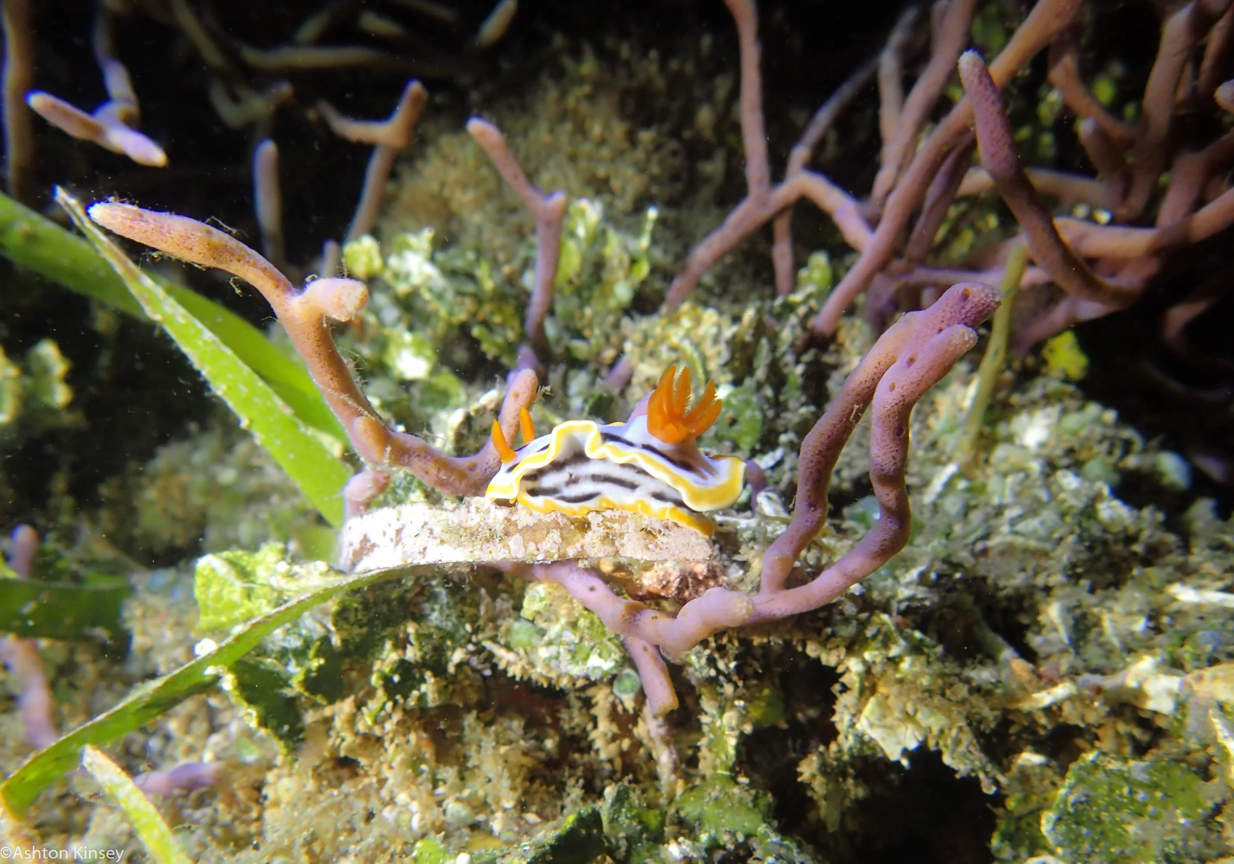 Mandarine Point C. annae Dive 23-2.jpg