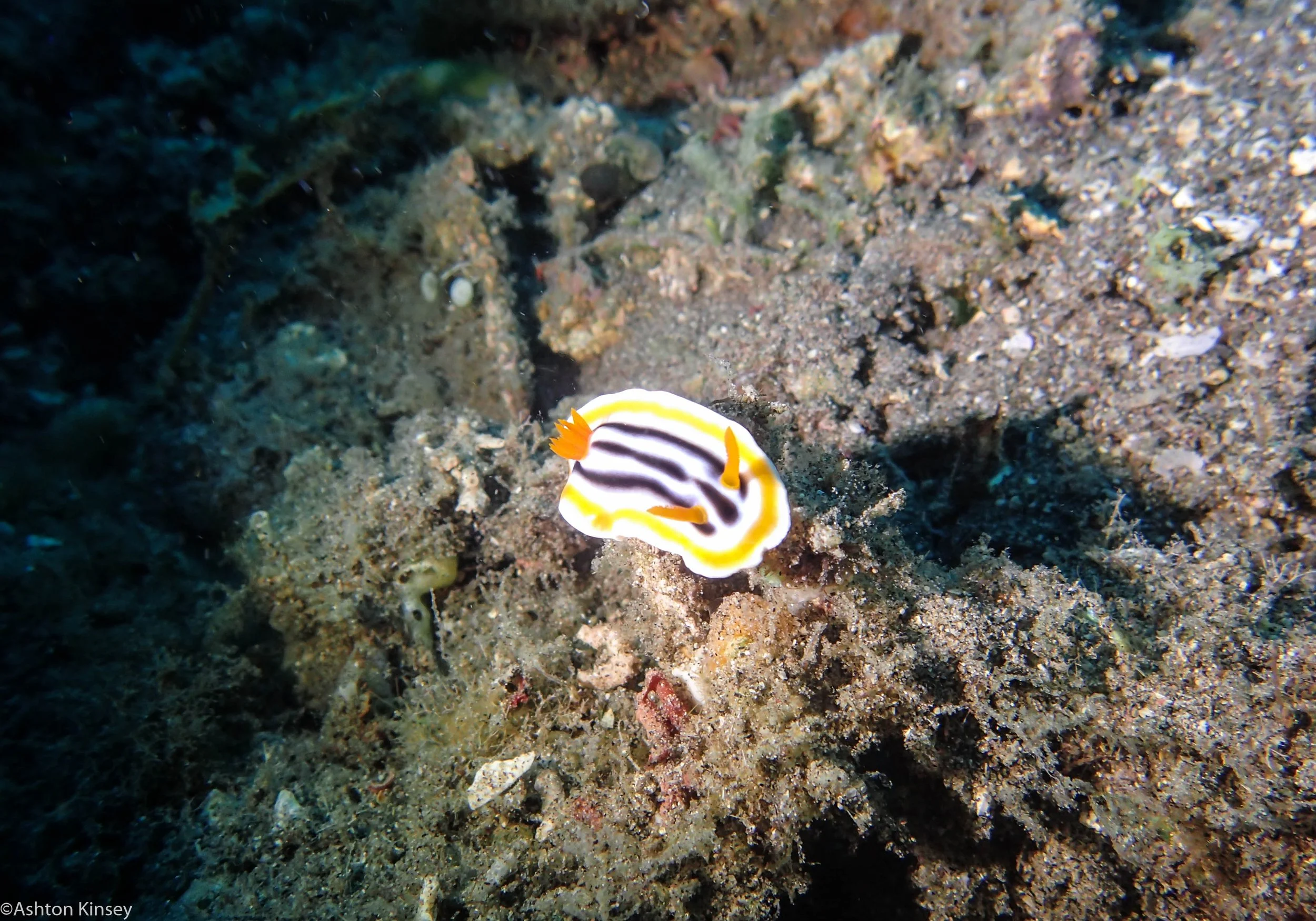 Mandarine Point C. magnifica Dive 23.jpg