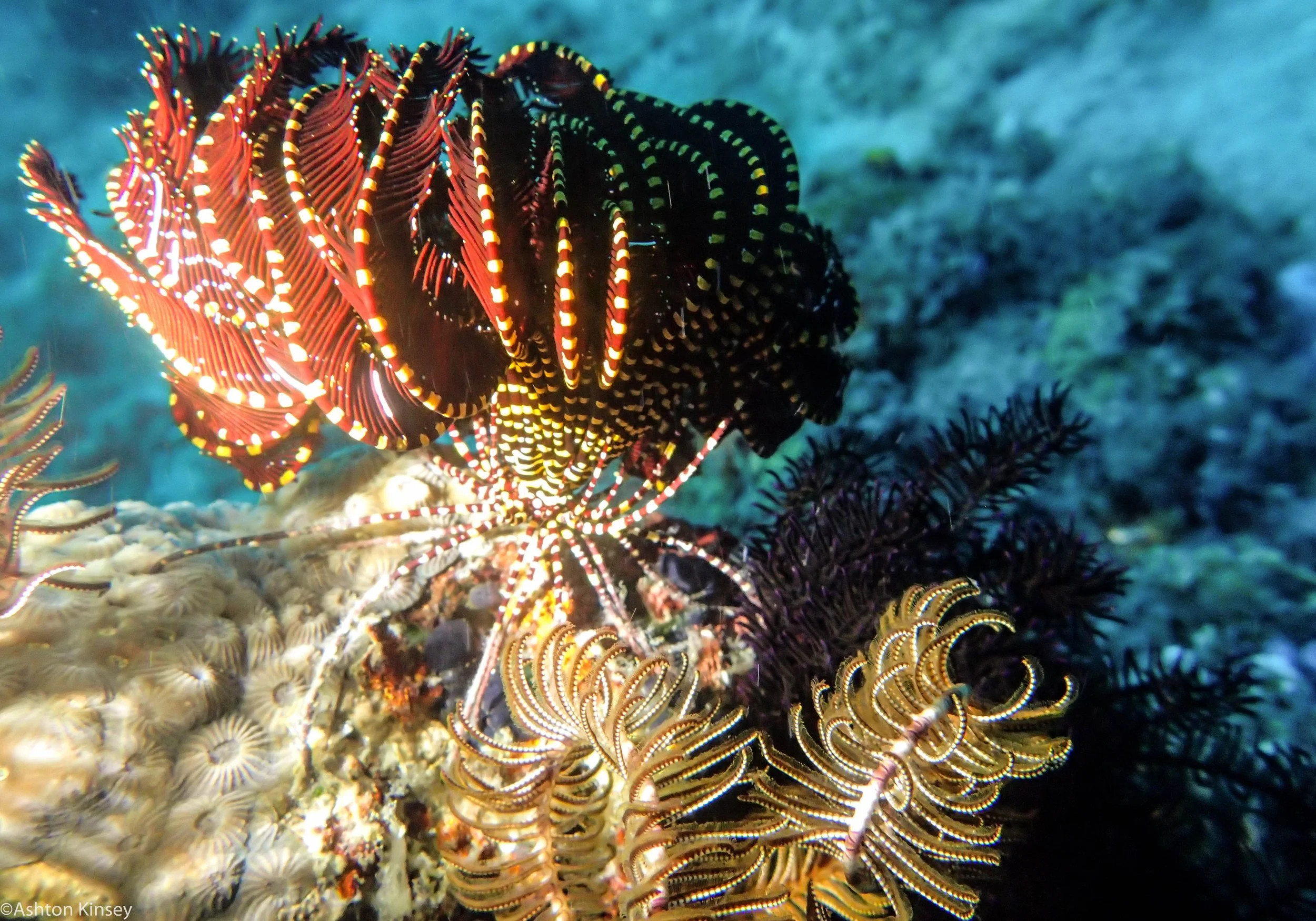 Mandarine Point Feather star Dive 23.jpg