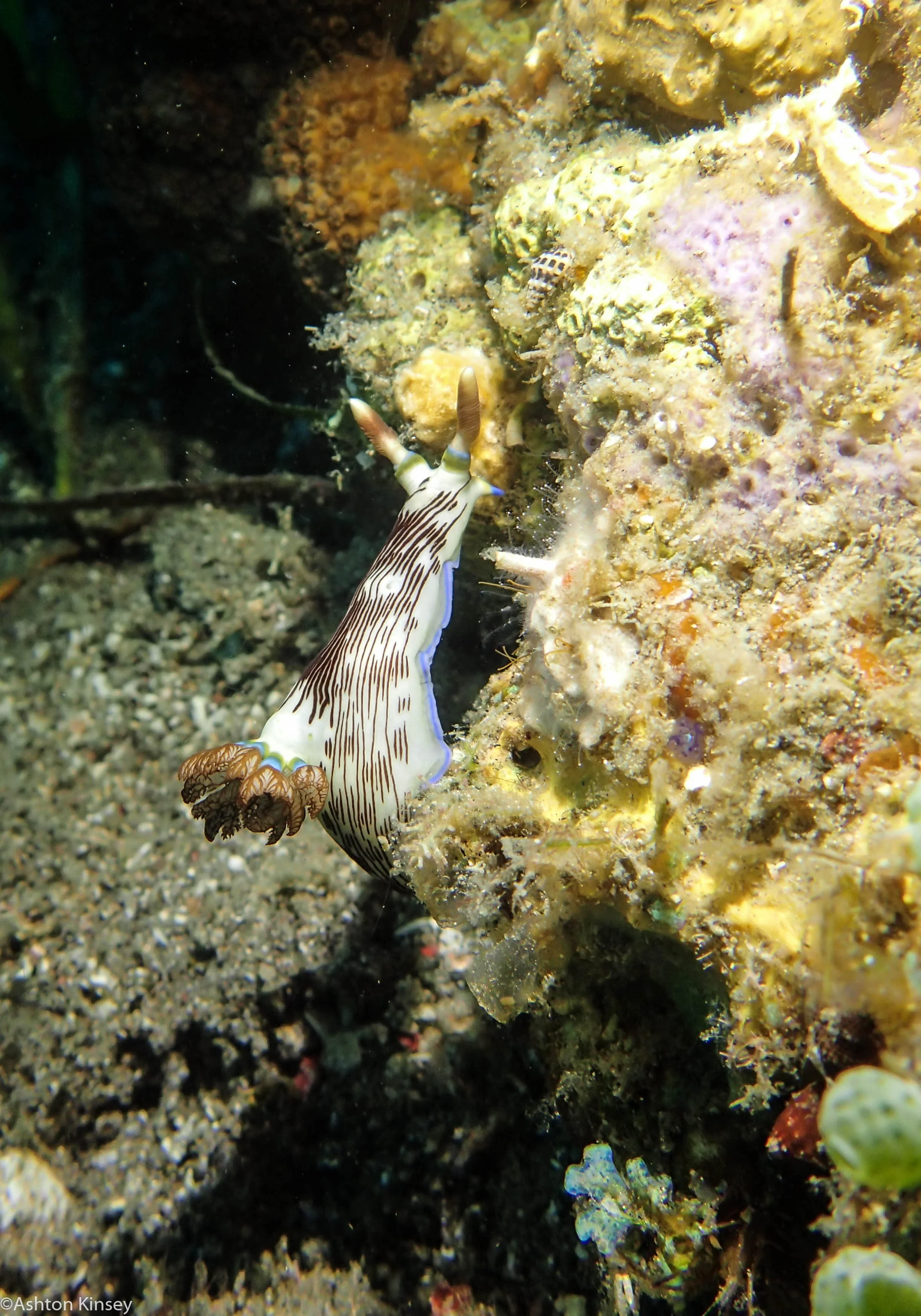 Mandarine Point N. lineolata Dive 23.jpg