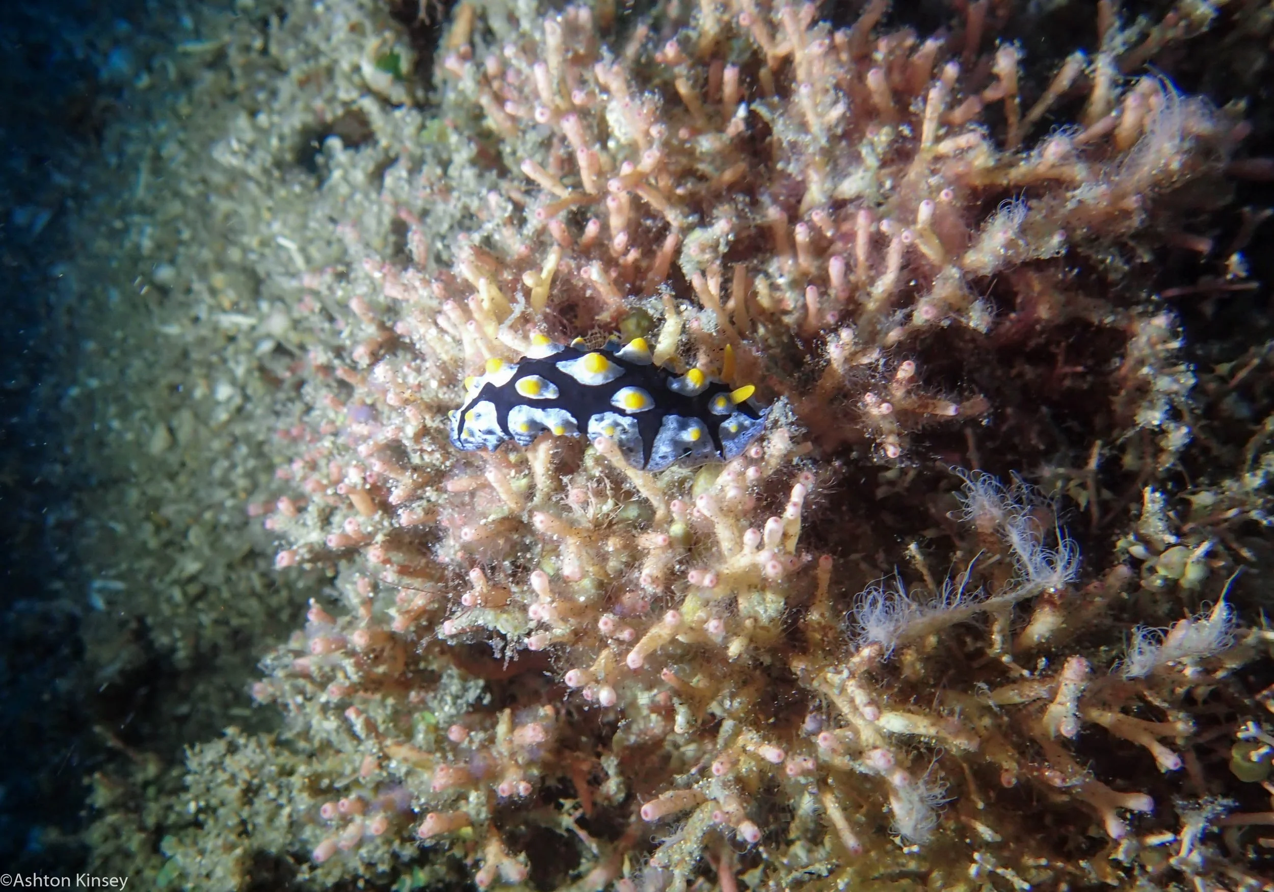 Mandarine Point P. picta Dive 23.jpg