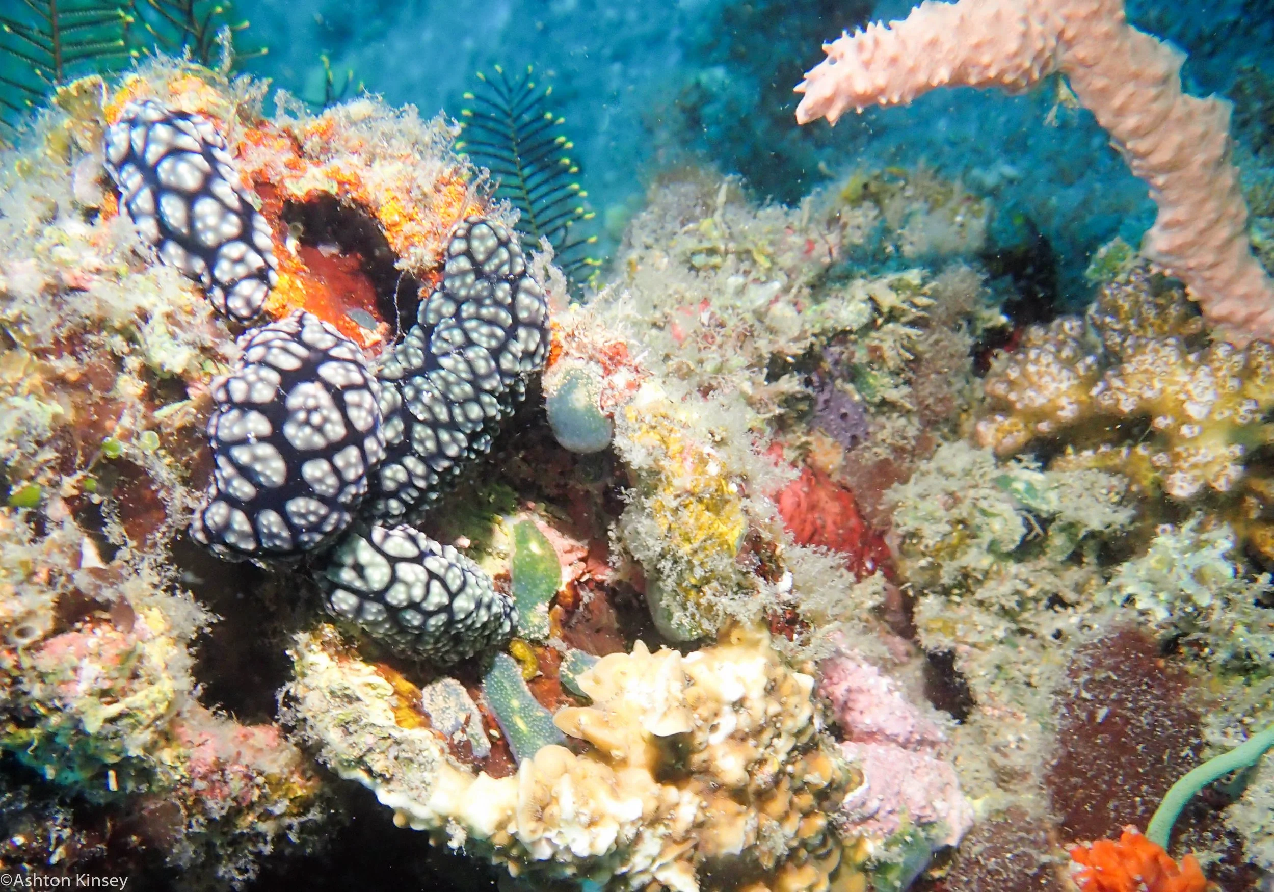 Mandarine Point P. pustulosa Dive 23.jpg