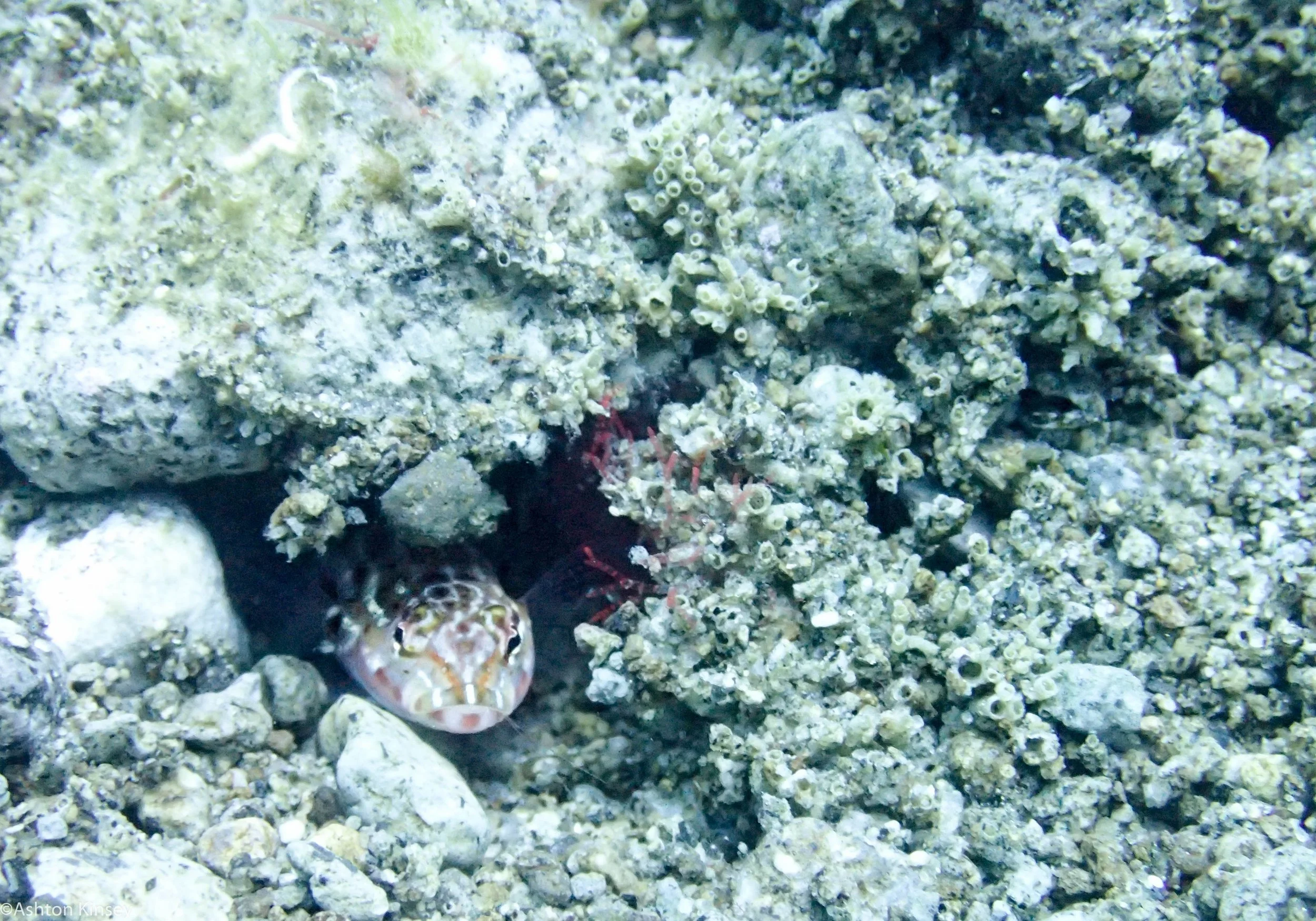 Punta Fish Dive 21.jpg