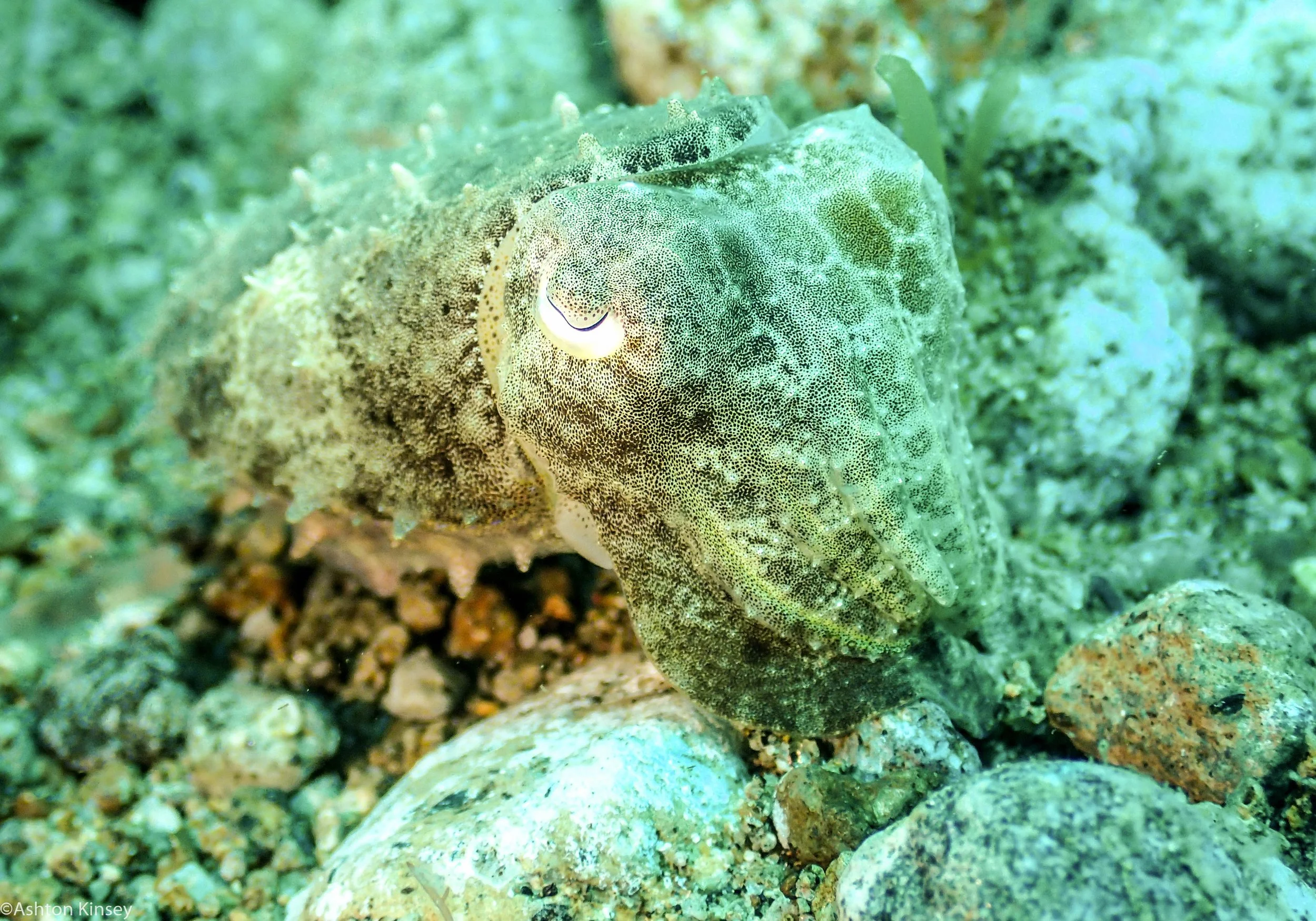 Punta Cuttlefish  Dive 21.jpg