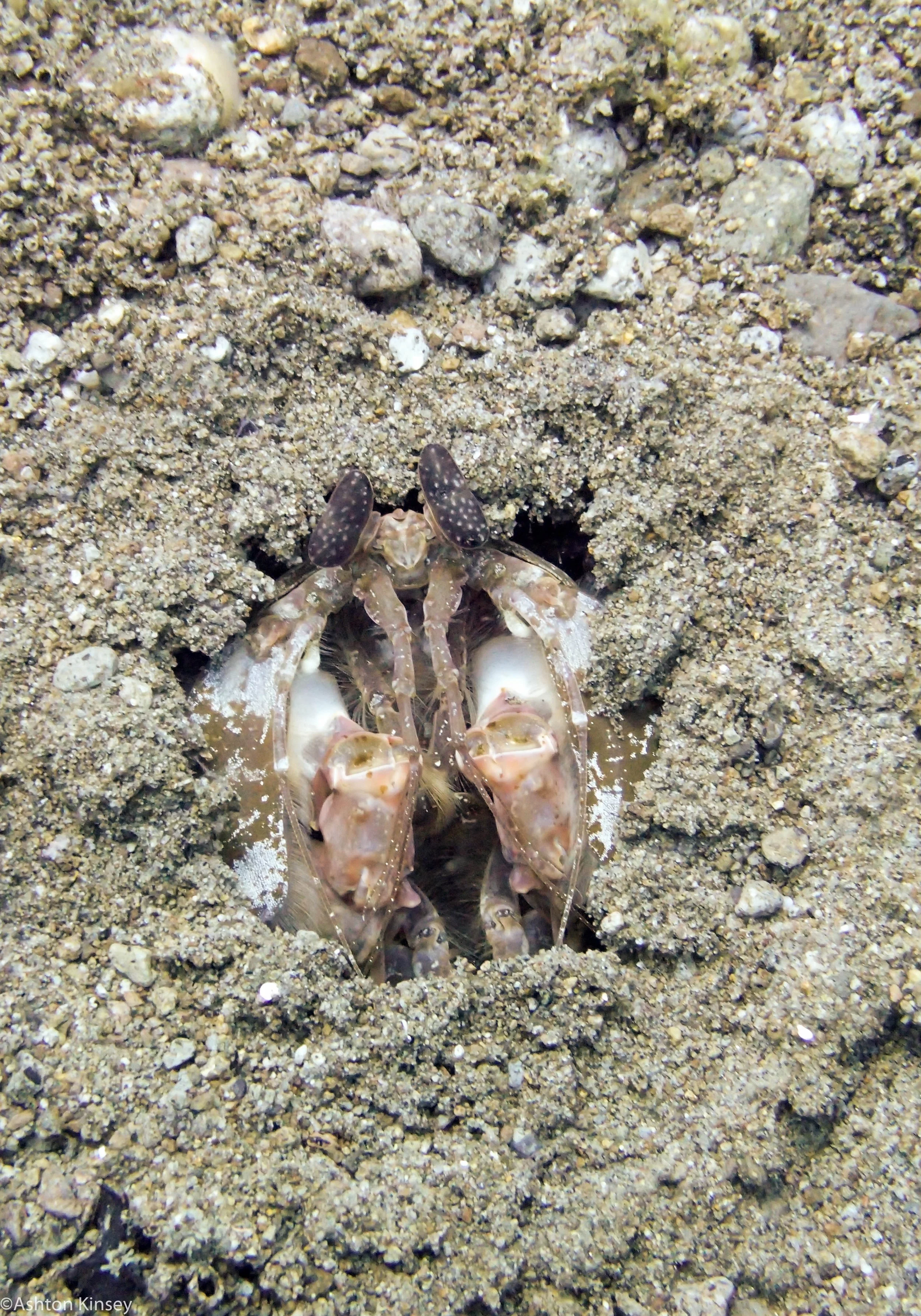 Punta Mantis shrimp Dive 21.jpg
