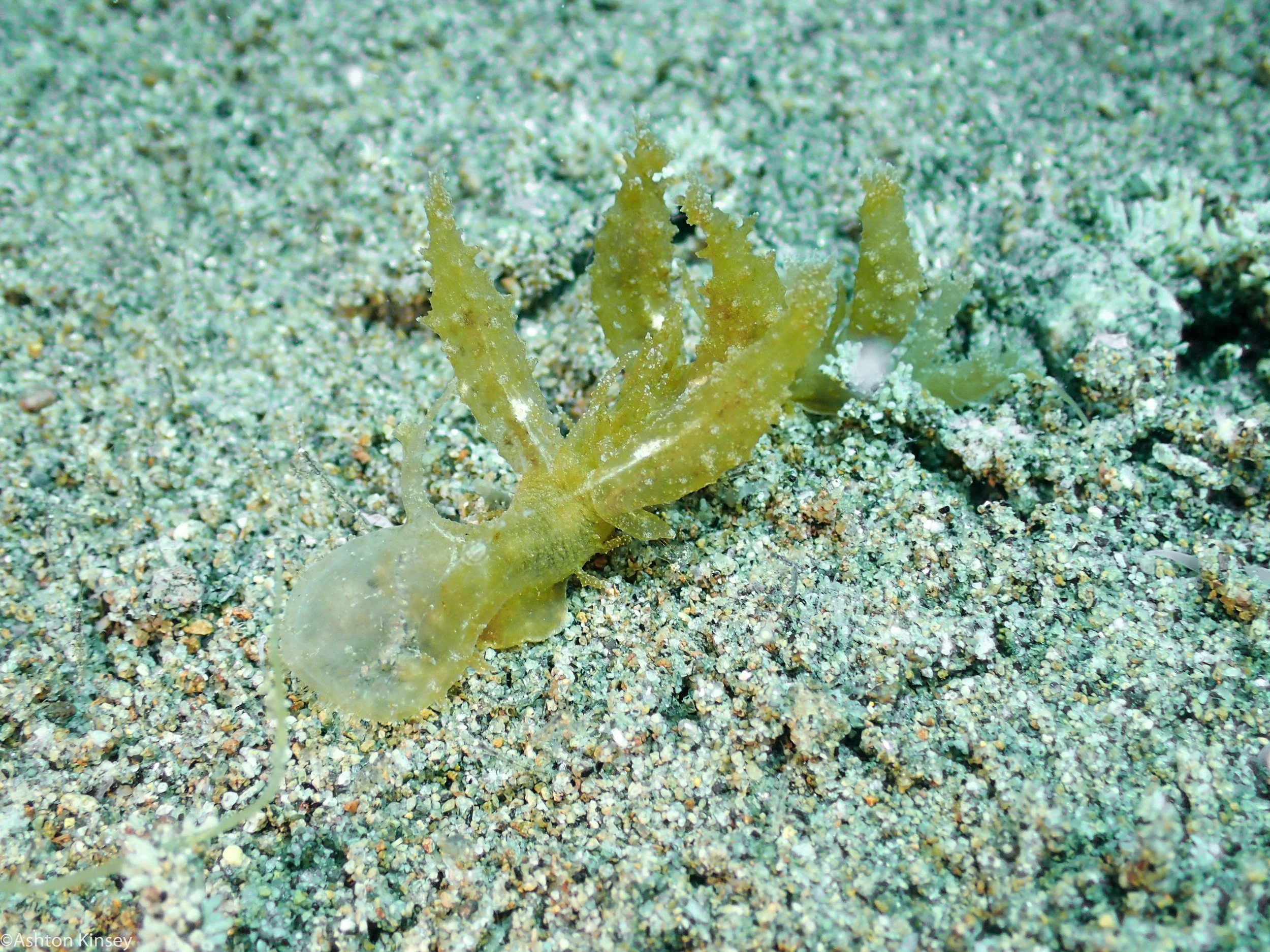 Punta nudi Dive 21.jpg