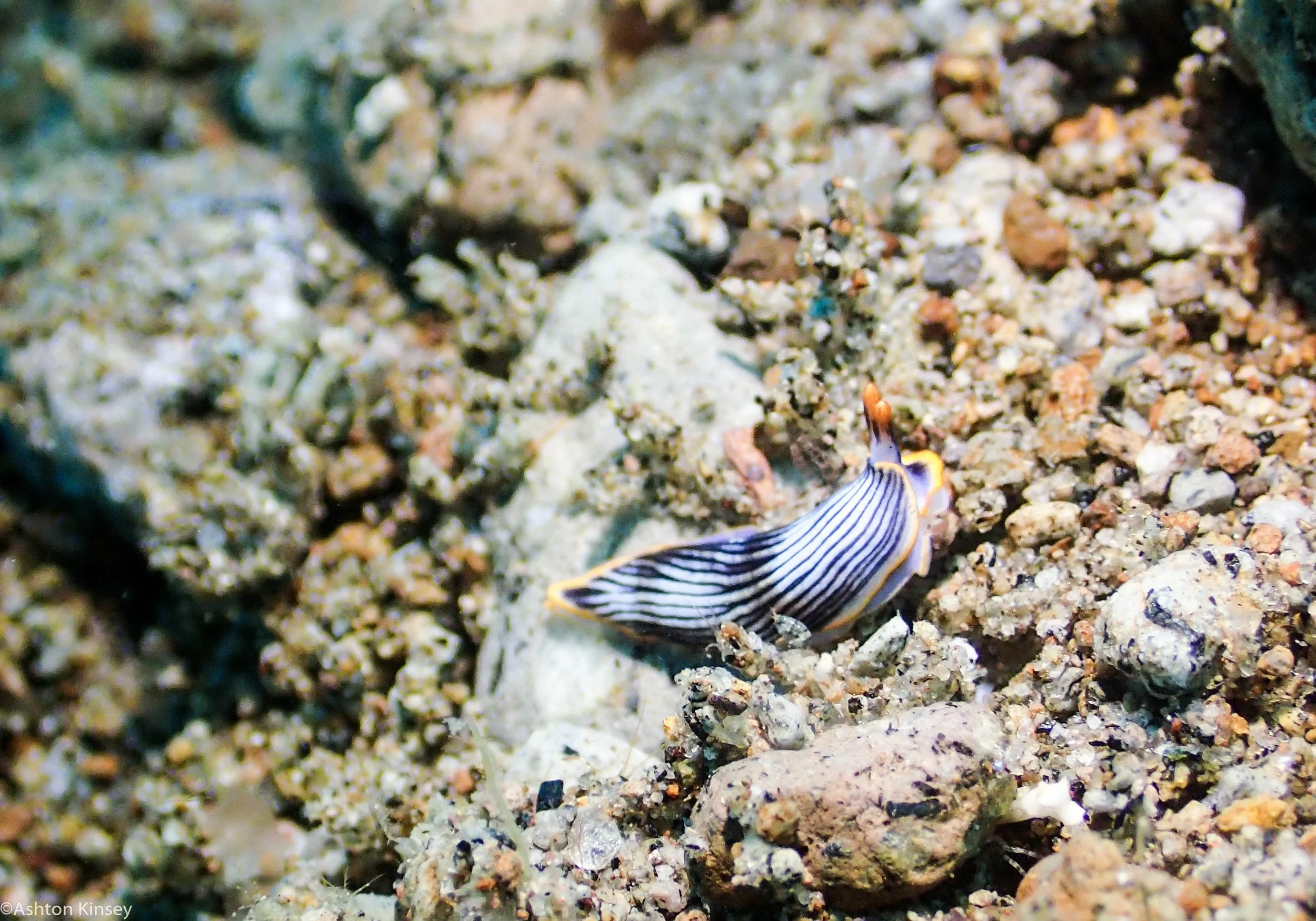 Punta Armina semperi Dive 24.jpg