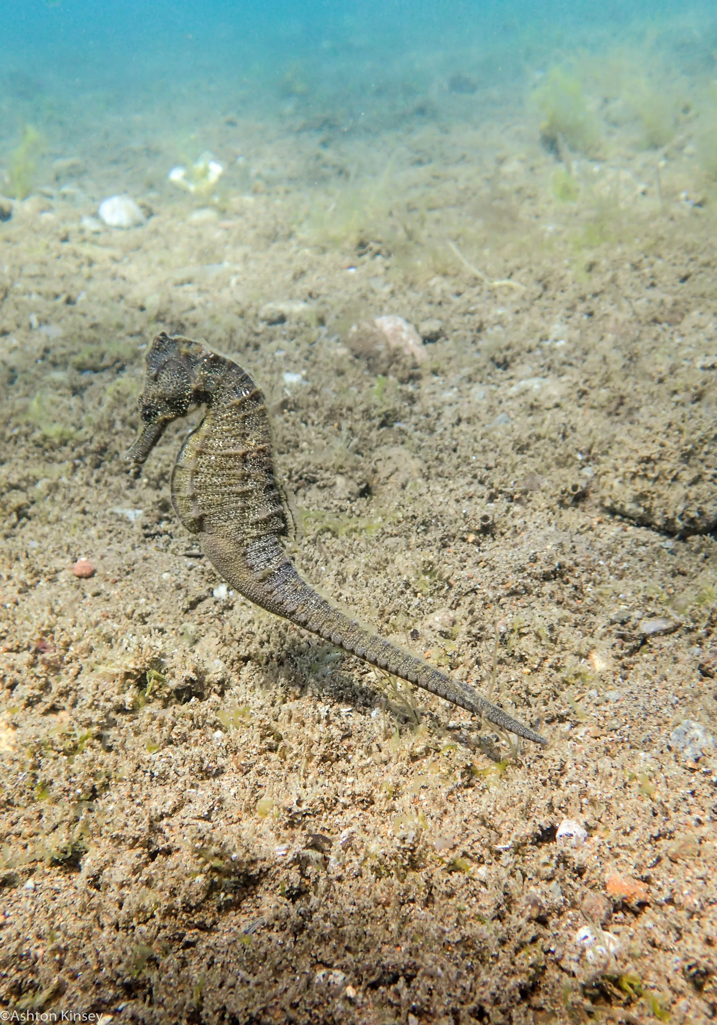 Punta Brown Seahorse Dive 24.jpg