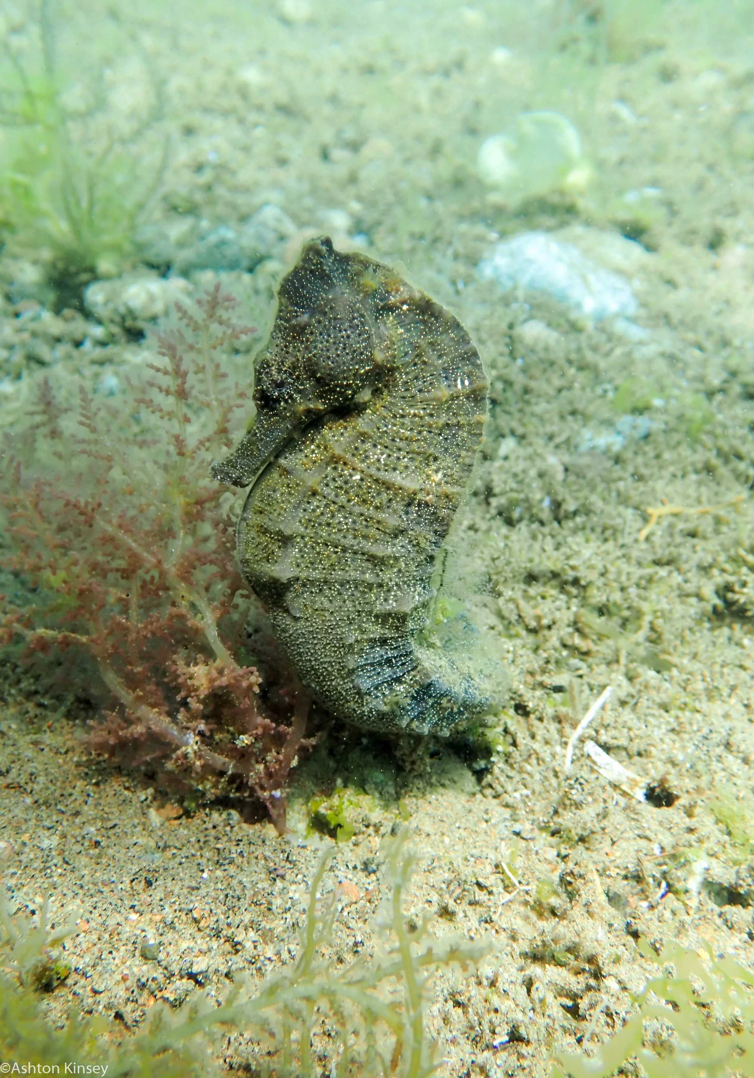 Punta Brown Seahorse Dive 24-2.jpg