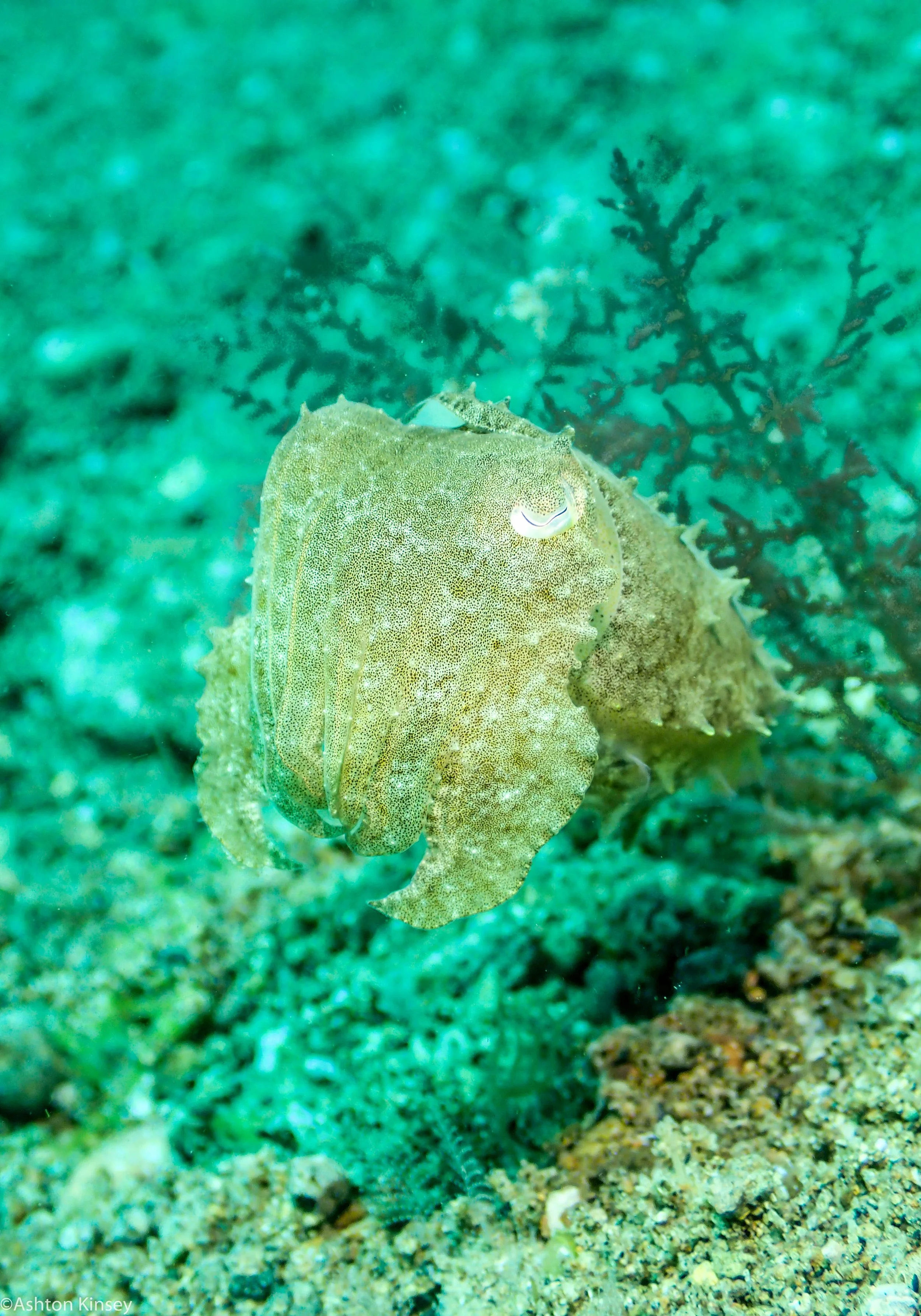 Punta Cuttlefish Dive 24.jpg
