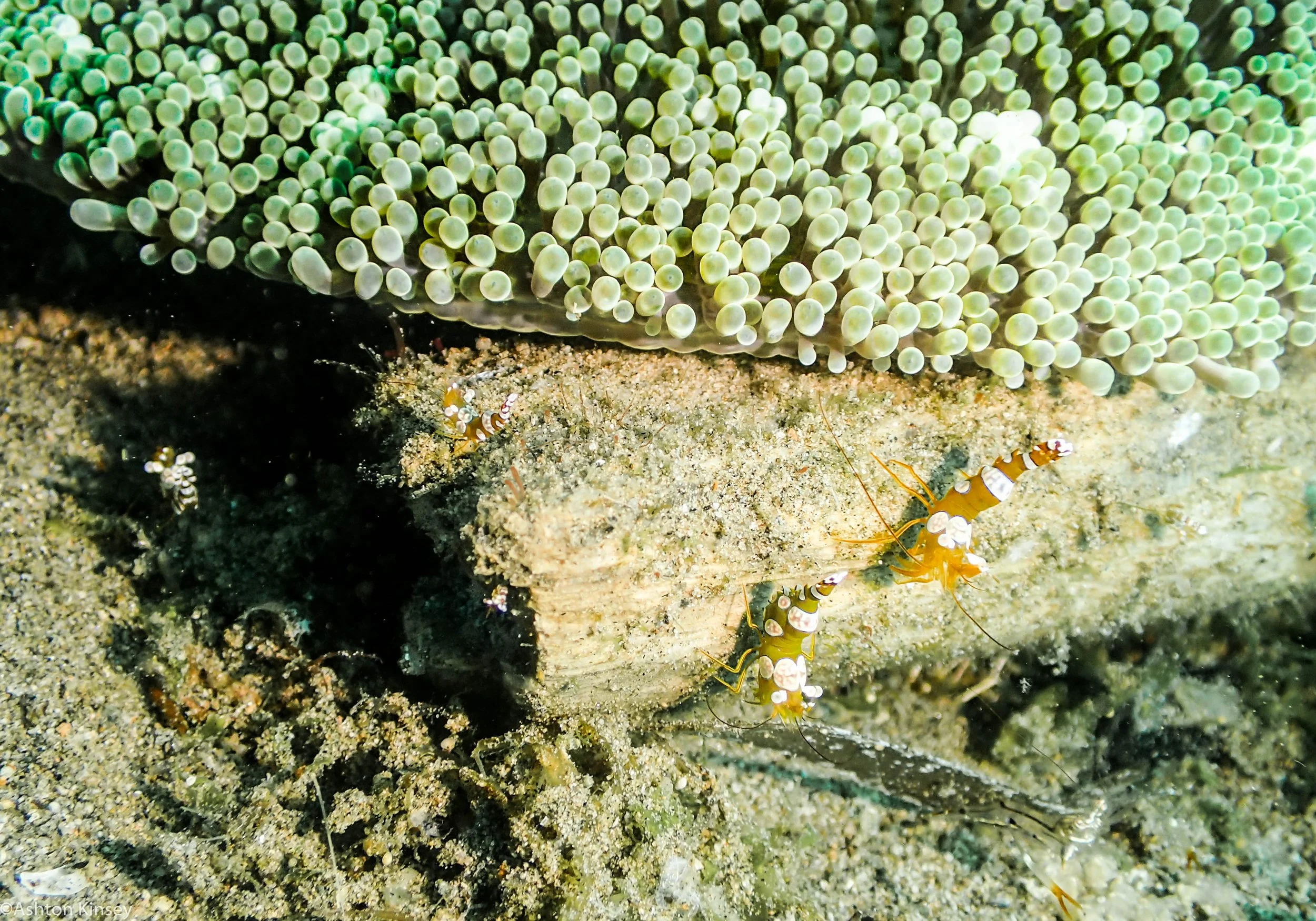 Sahara North Sexy Shrimp Dive 13.jpg