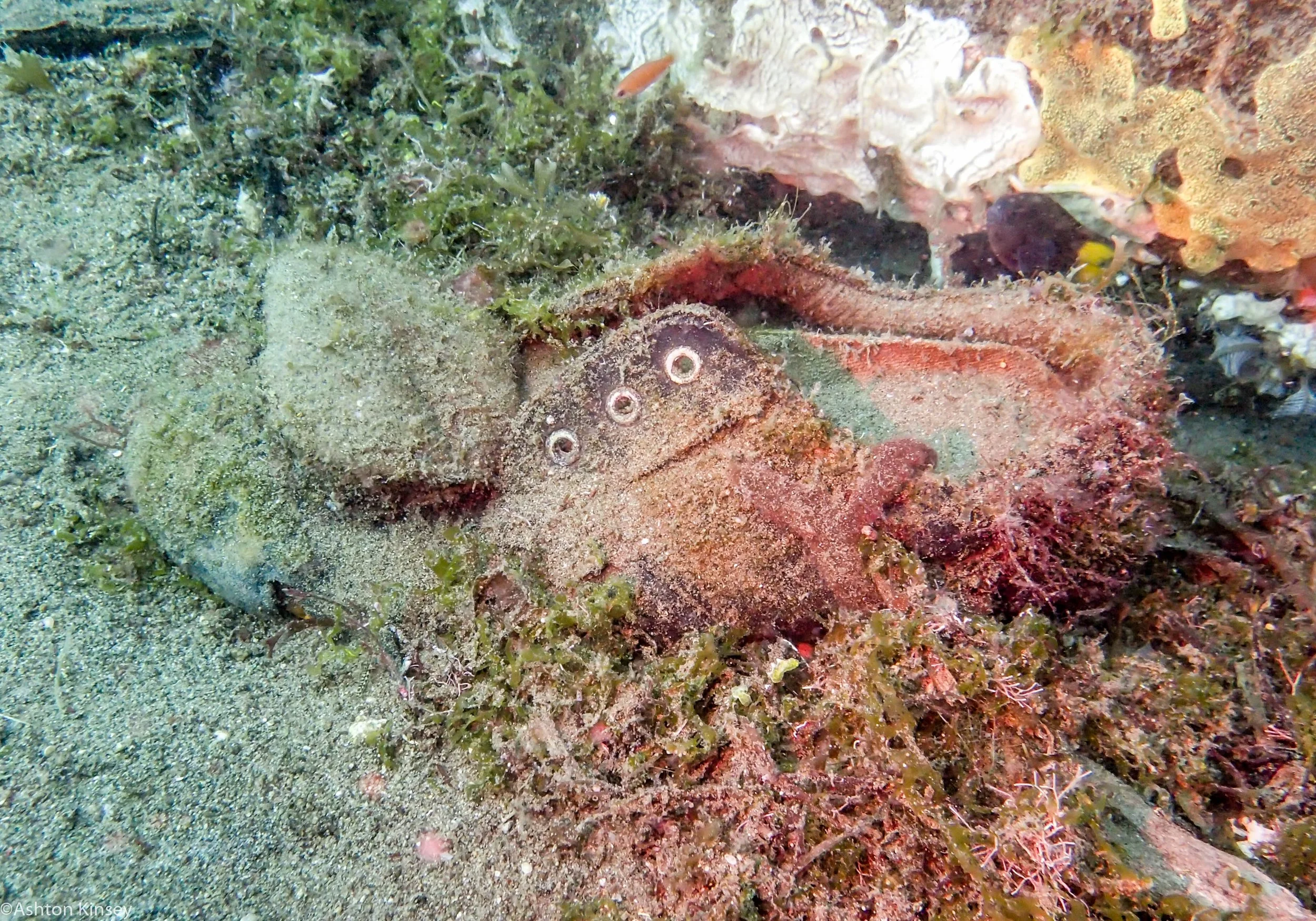 Sahara North Shoe Dive 13.jpg