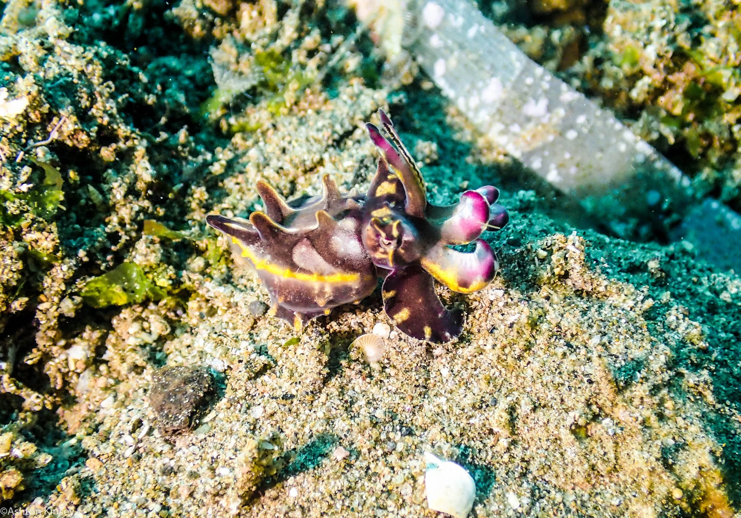Sahara North Flambuoyant Cuttlefish Dive 13.jpg