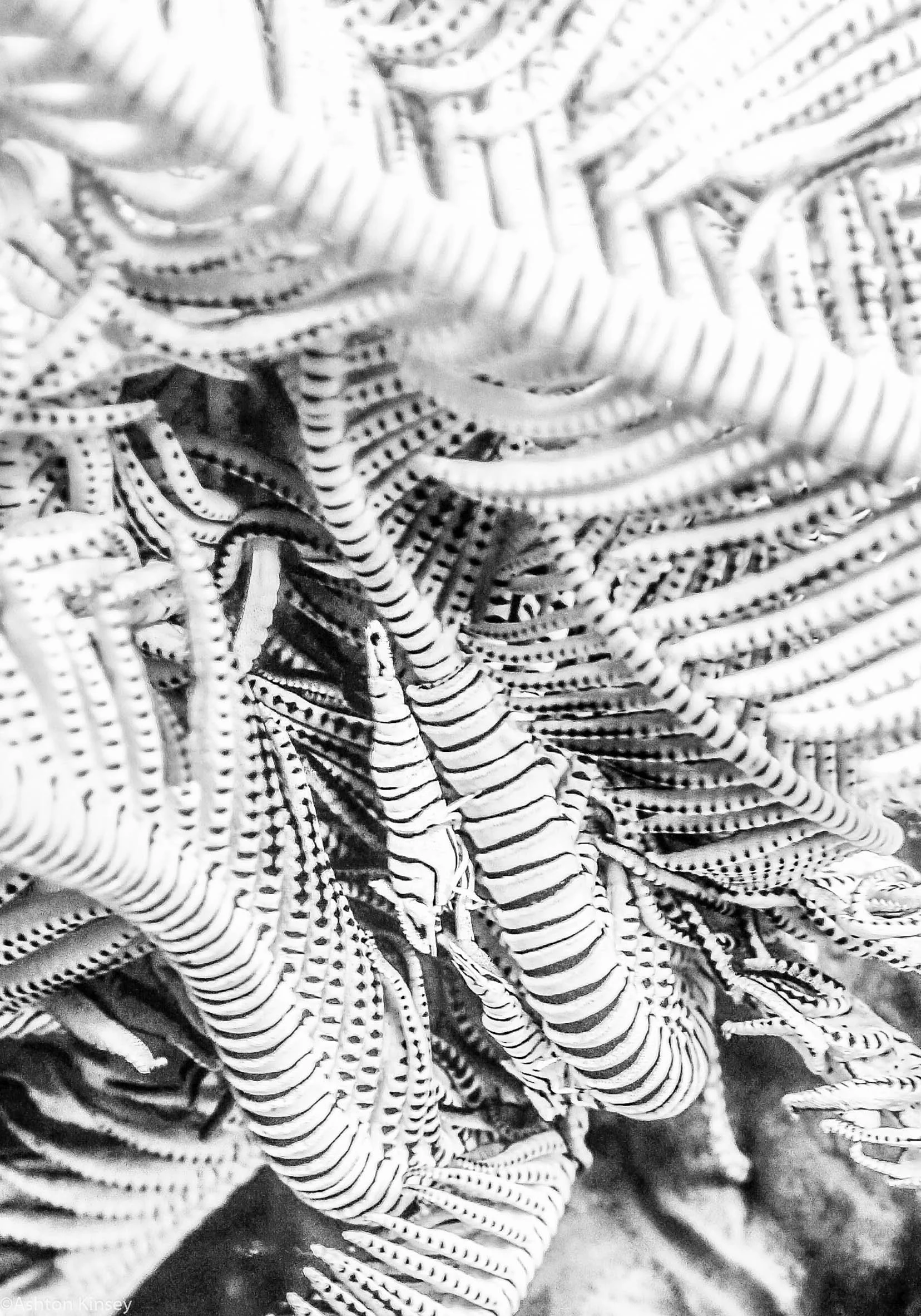 Sahara Sur Crinoid Shrimp Dive 12.jpg
