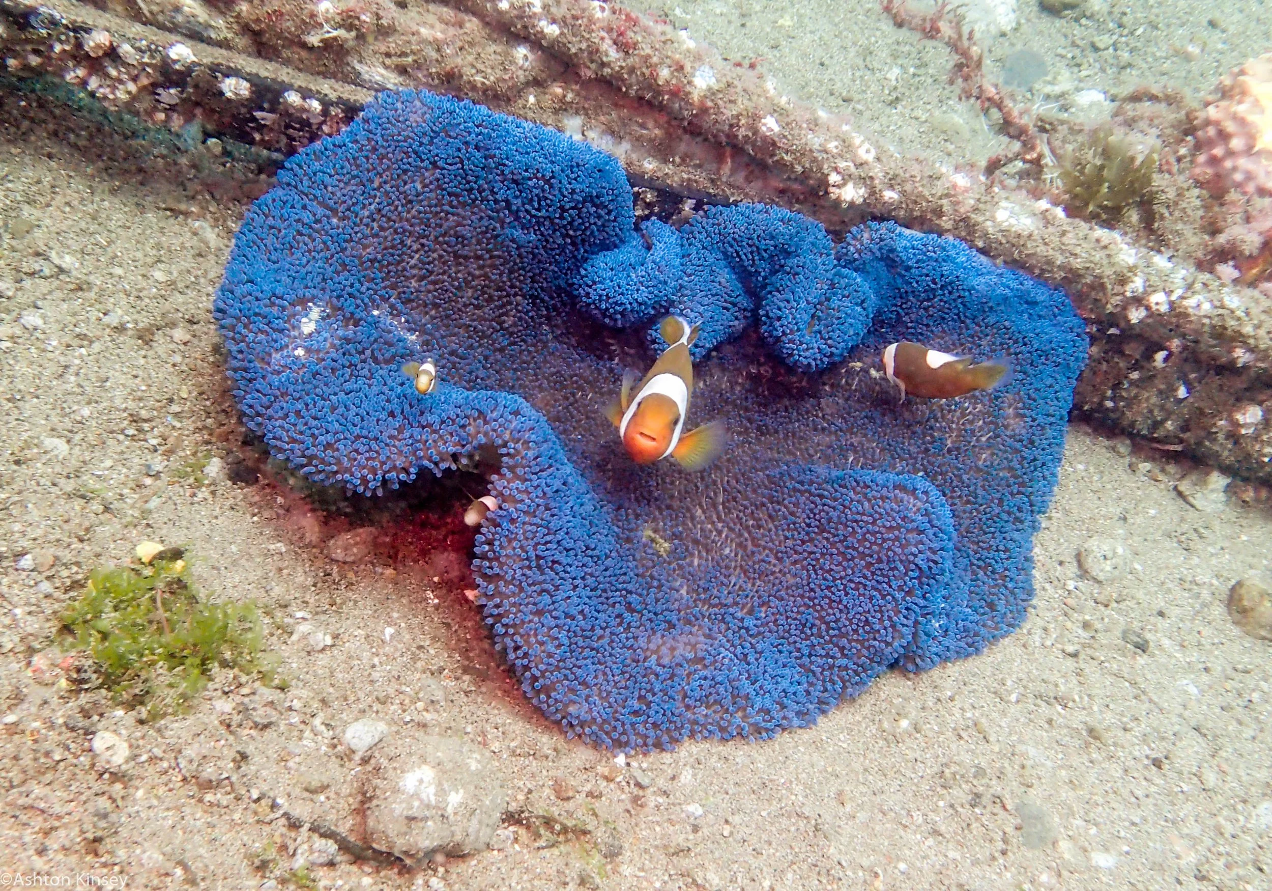 Sahara Sur Carpet nem Dive 12.jpg