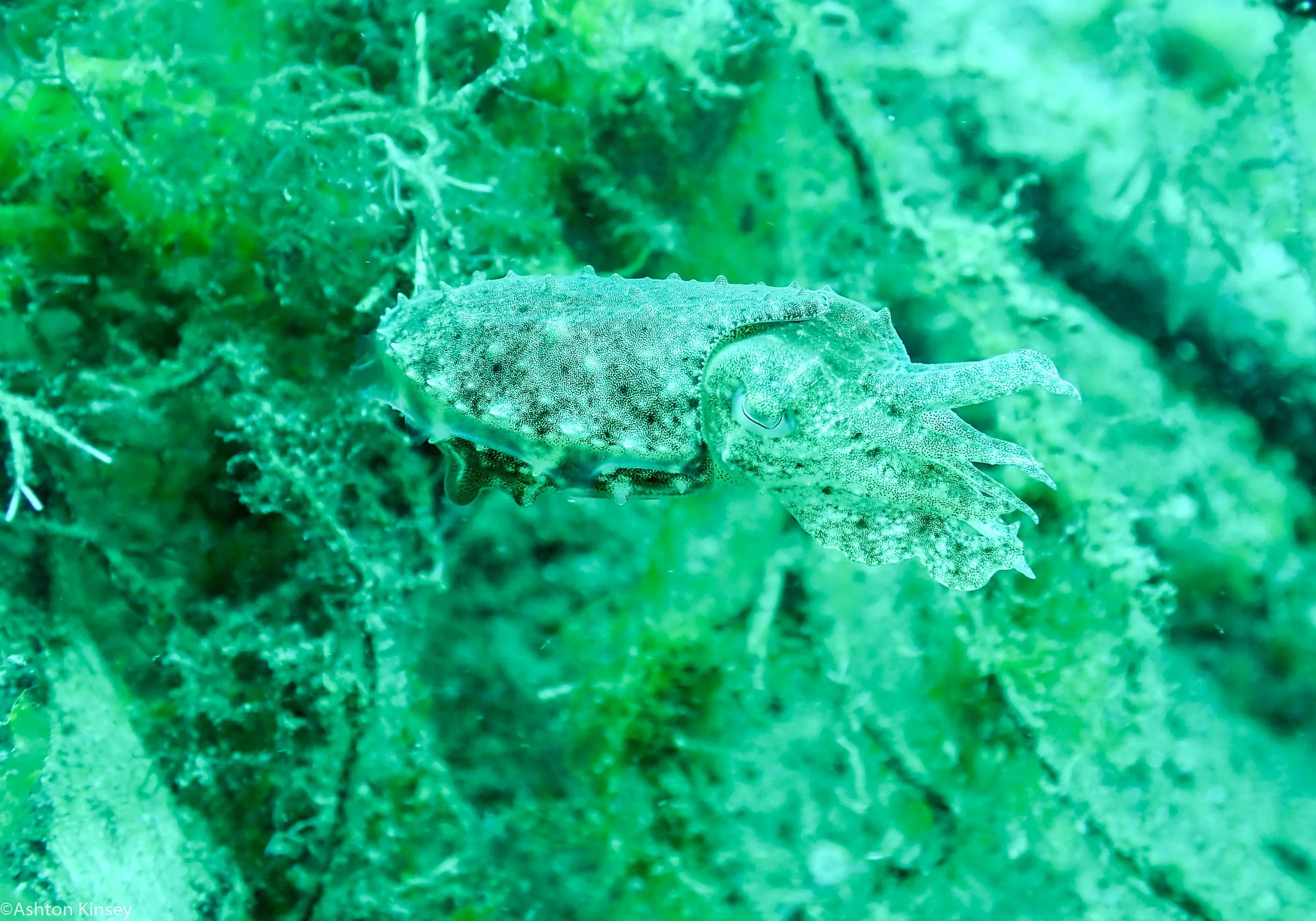 Sahara Sur Cuttlefish Dive 12.jpg