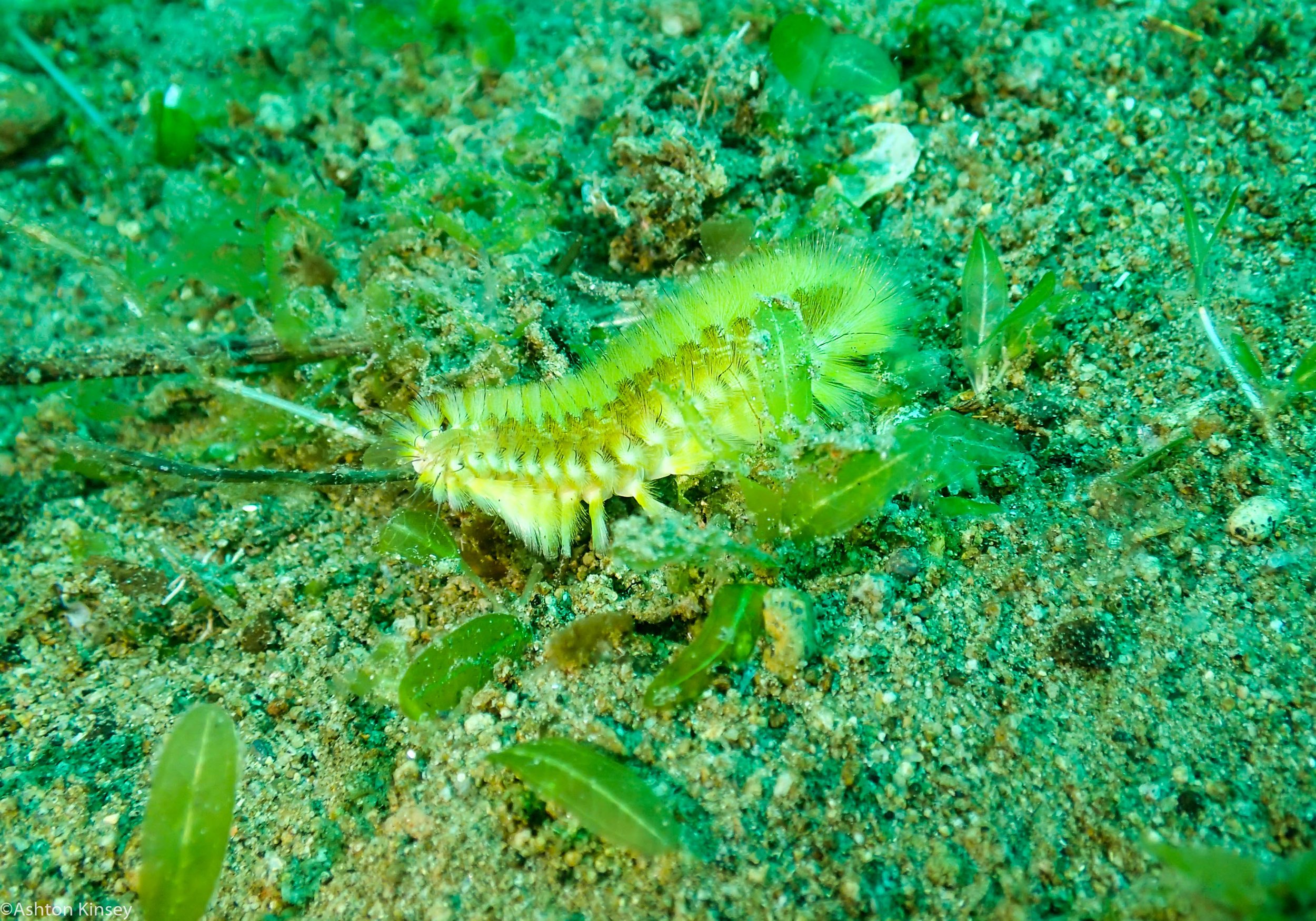 Sahara Sur Fire Worm Dive 12.jpg