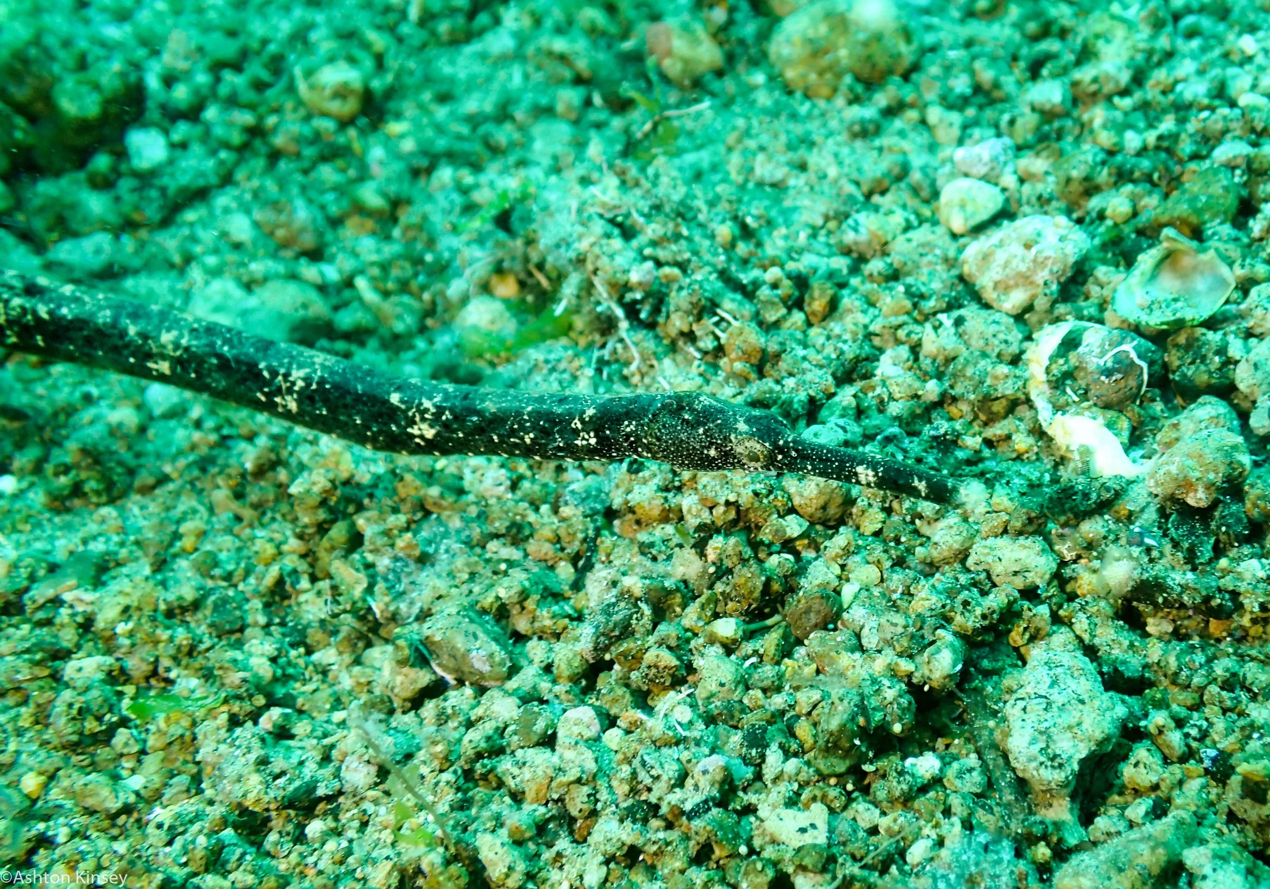 Sahara Sur Pipefish Dive 12.jpg