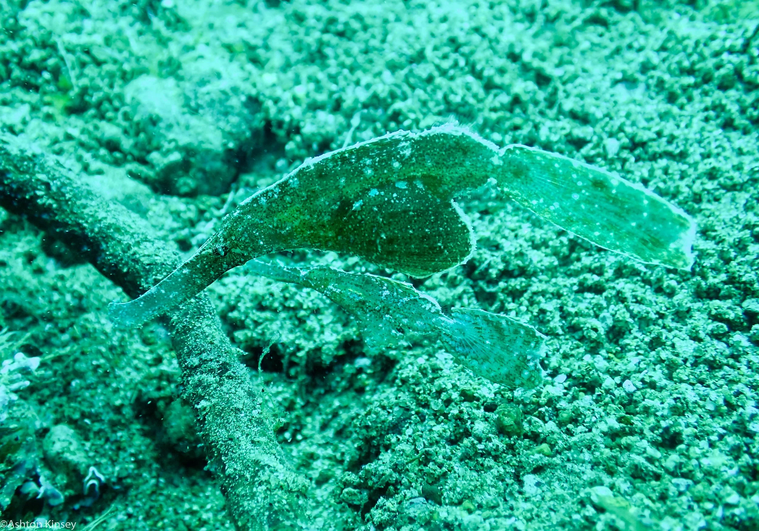 Sahara Sur Robust Ghost pipefish  Dive 12.jpg