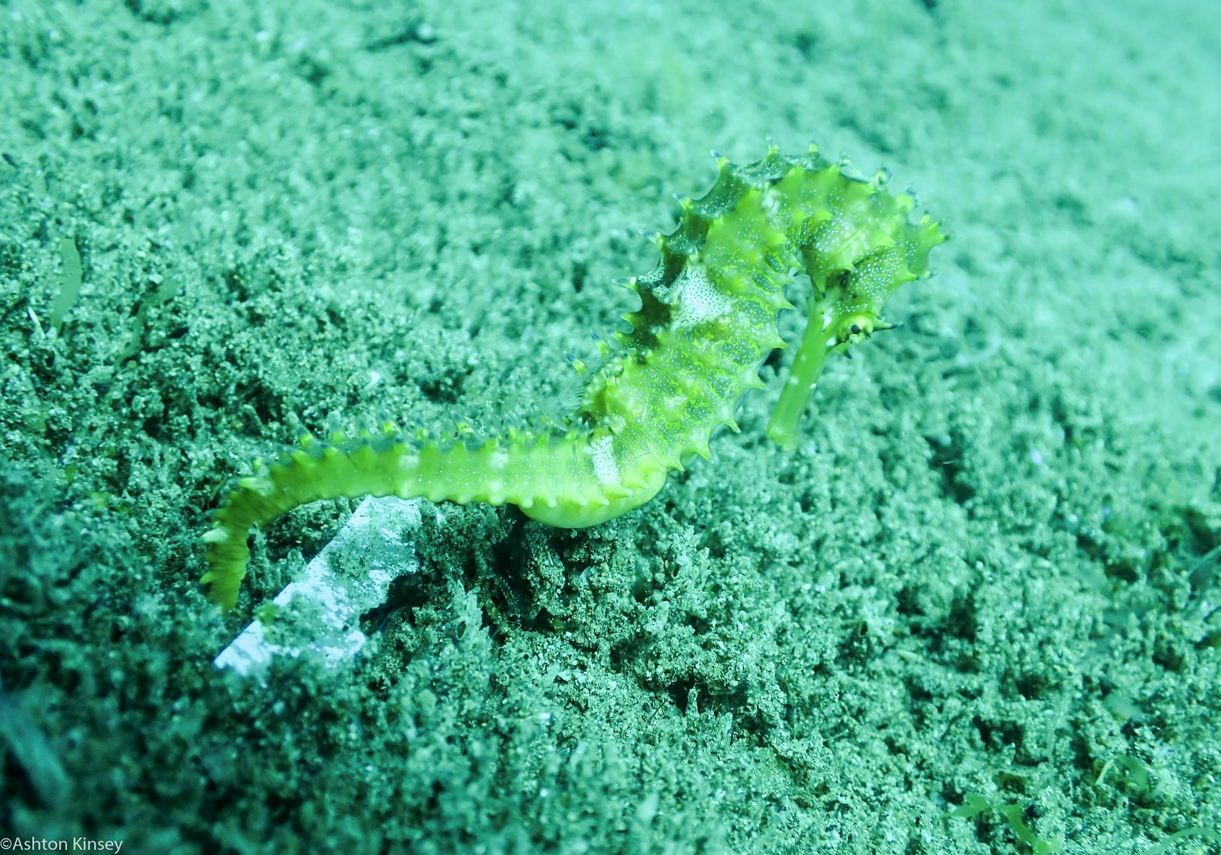 Sahara Sur Sea Horse Dive 12.jpg