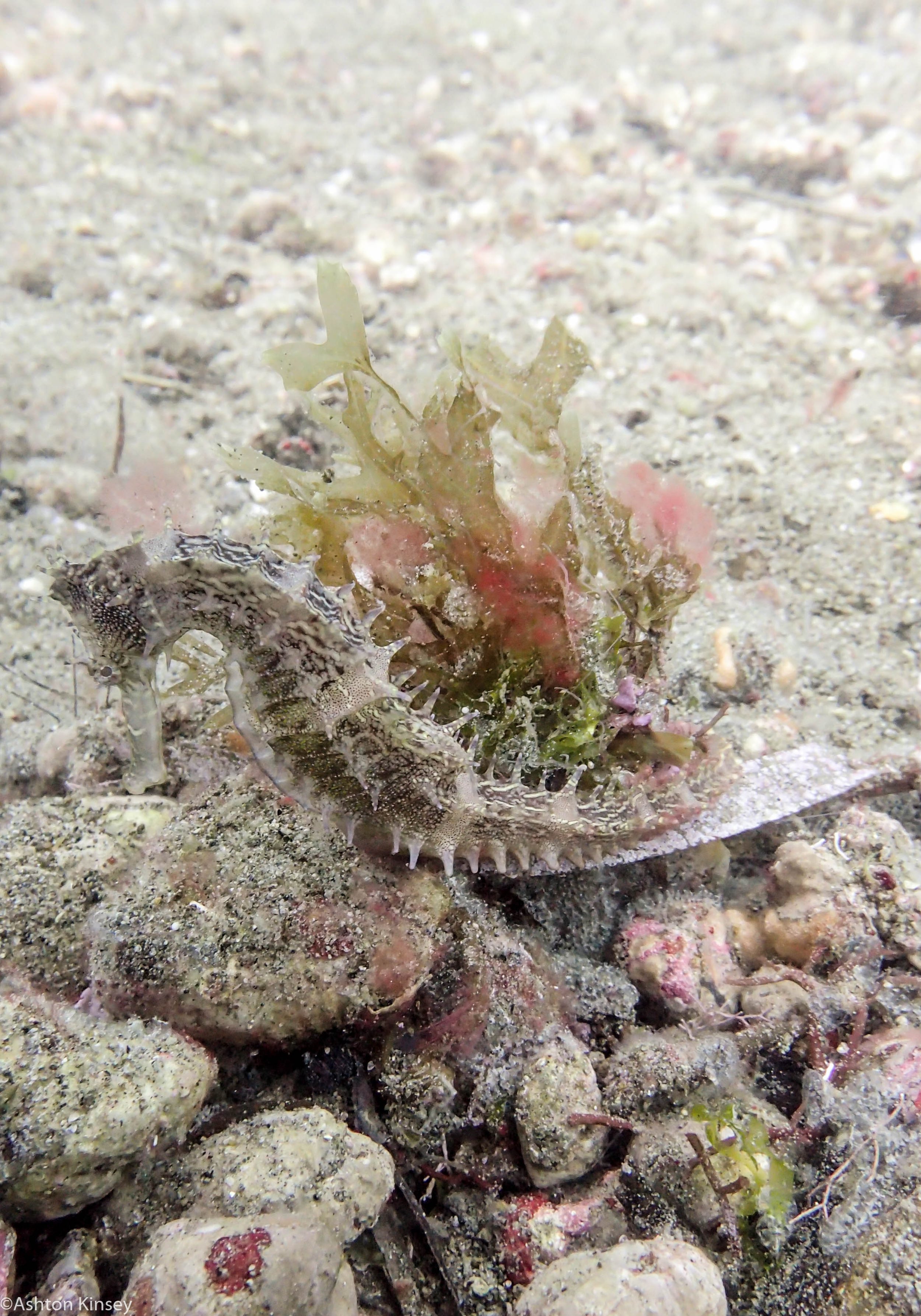 Sahara Sur Seahorse Dive 12.jpg