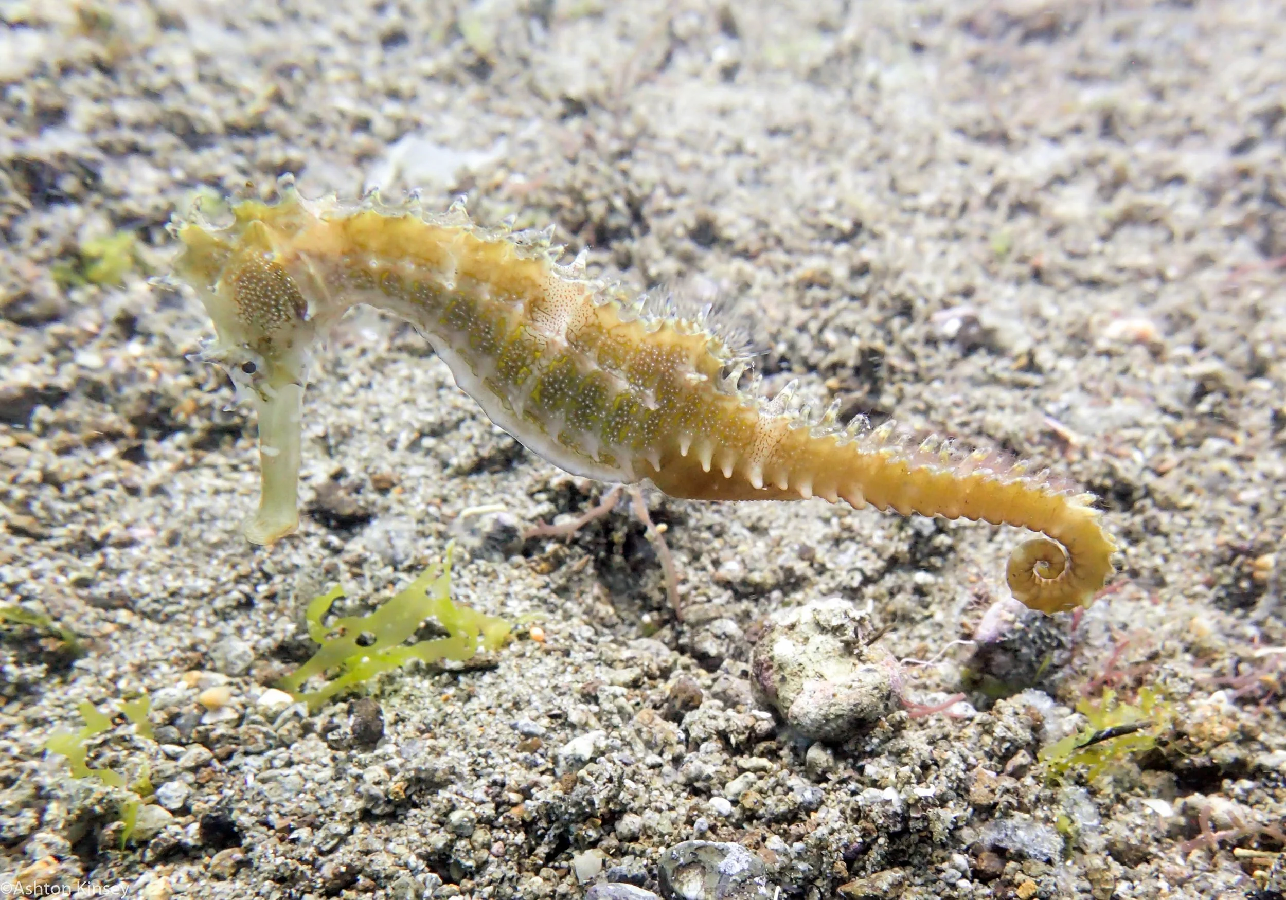 Sahara Sur Seahorse Dive 12-2.jpg