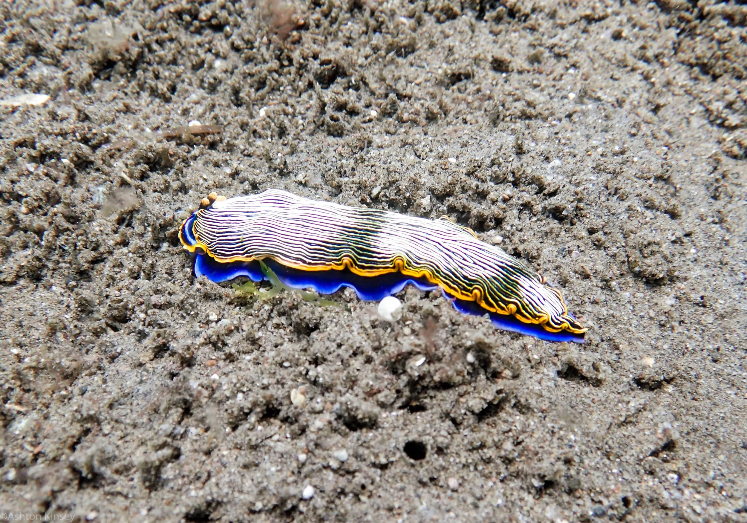 San Miguel North Armina semperi nudi Dive 2.jpg