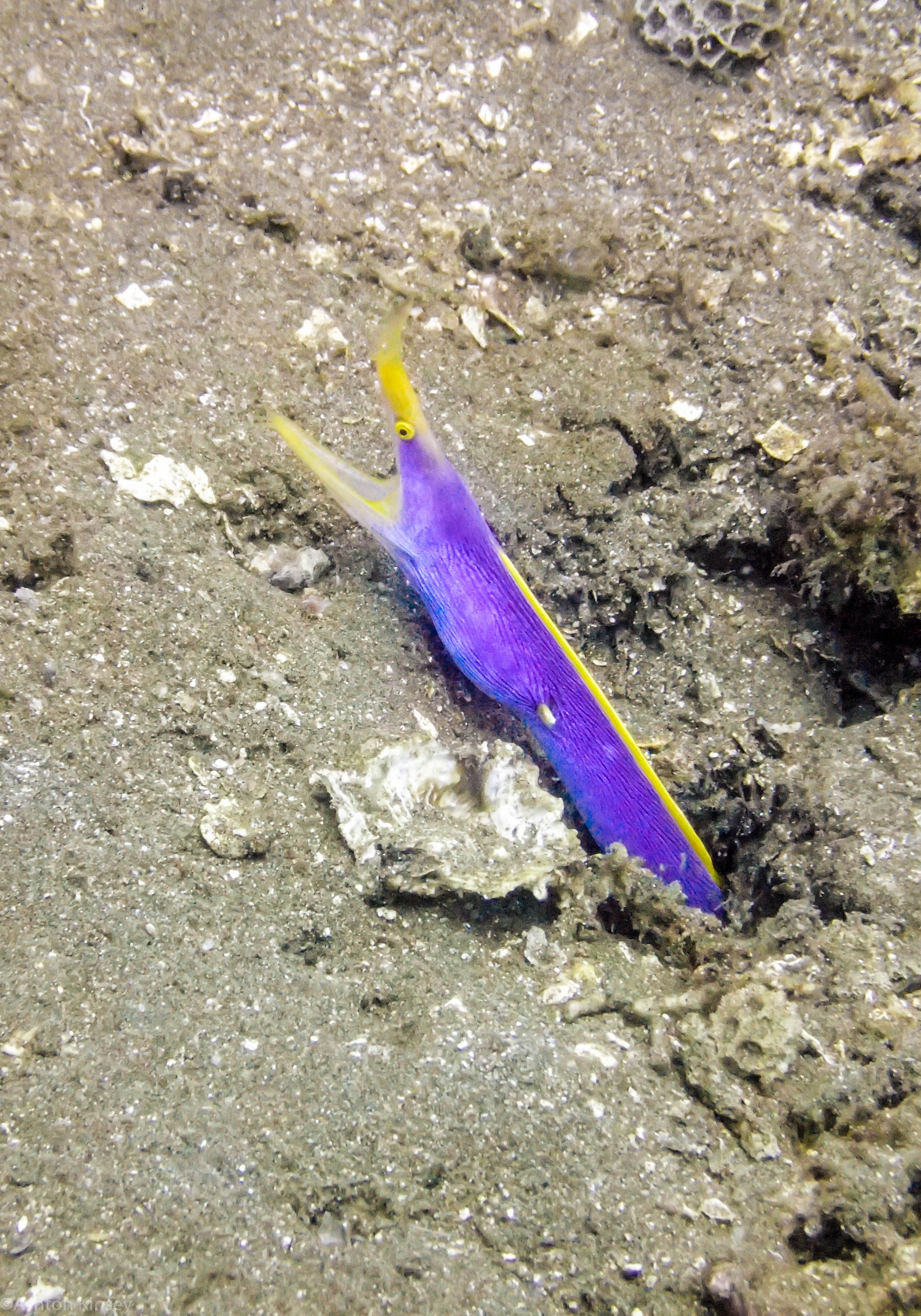 San Miguel North Blue Ribbon Eel  dive 2.jpg