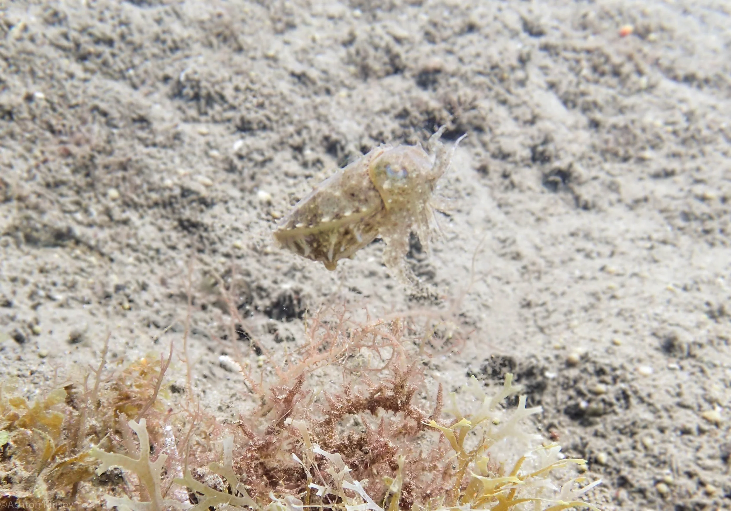 San Miguel North Cuttle Fish dive 2.jpg