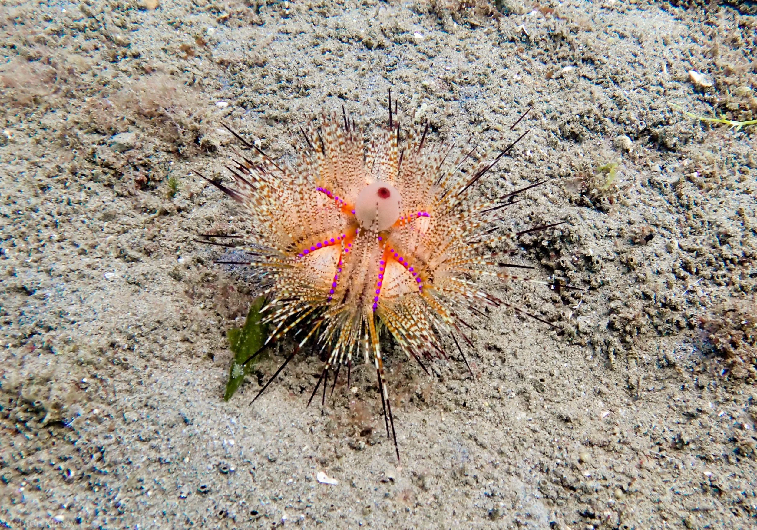 San Miguel North False Fire Urchin dive 2.jpg