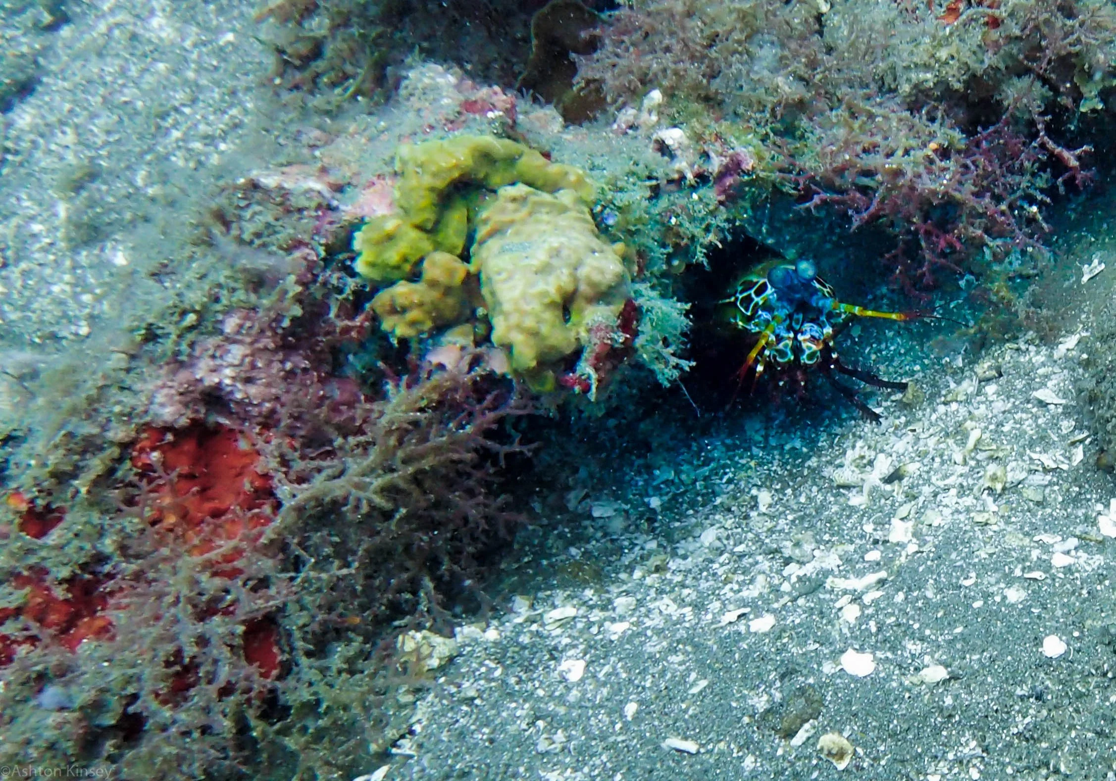 San Miguel North Mantis Shrimp dive 2.jpg