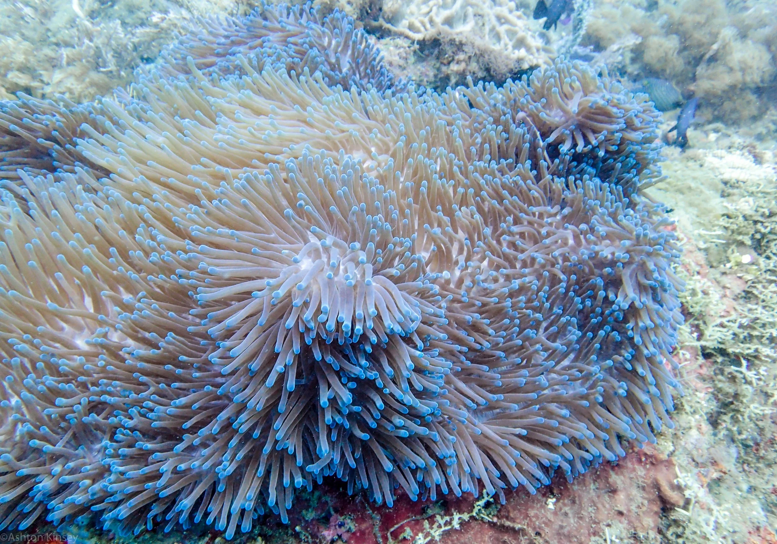 San Miguel North Nem dive 2.jpg