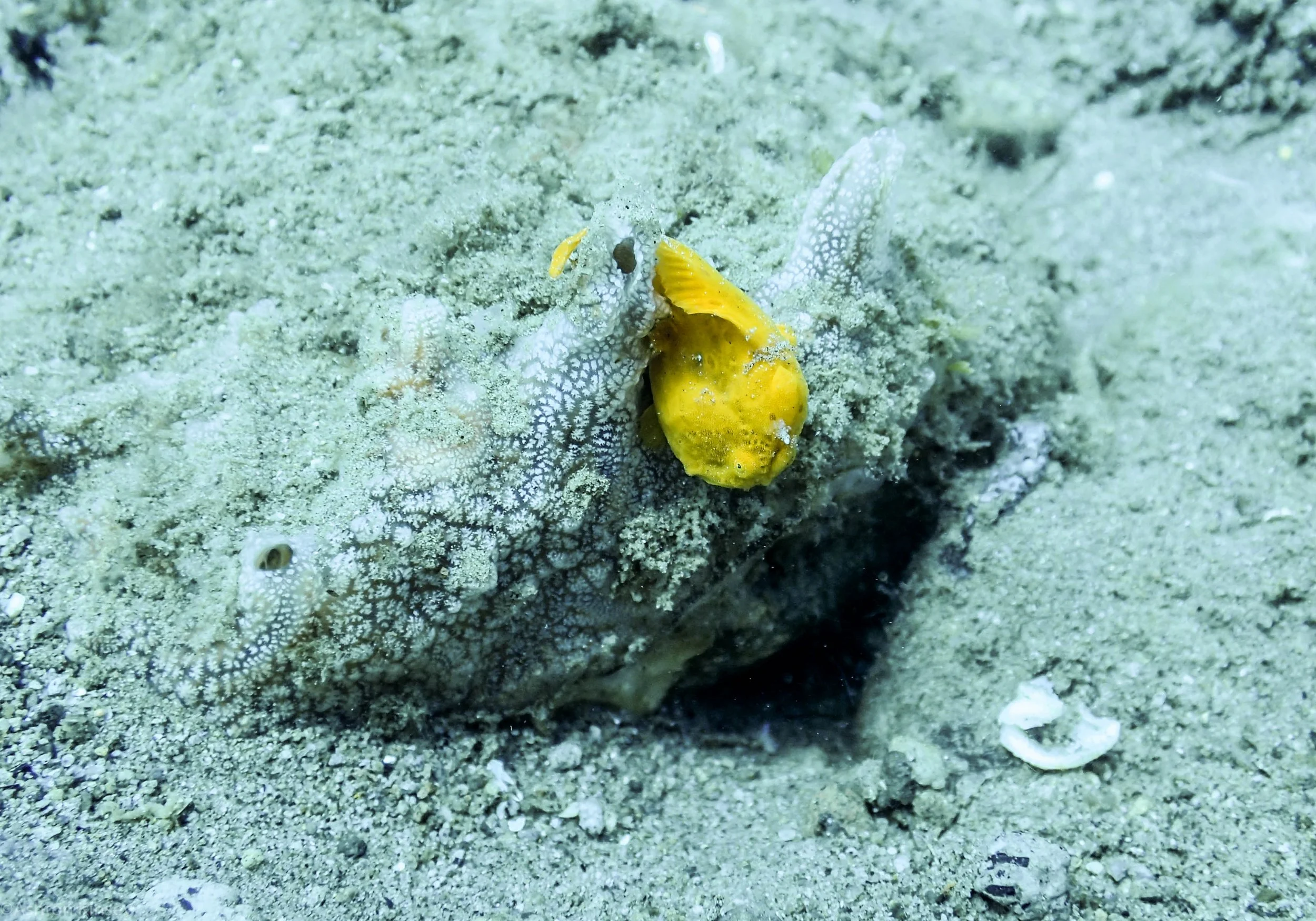San Miguel North Orange Frogfish Dive 2.jpg
