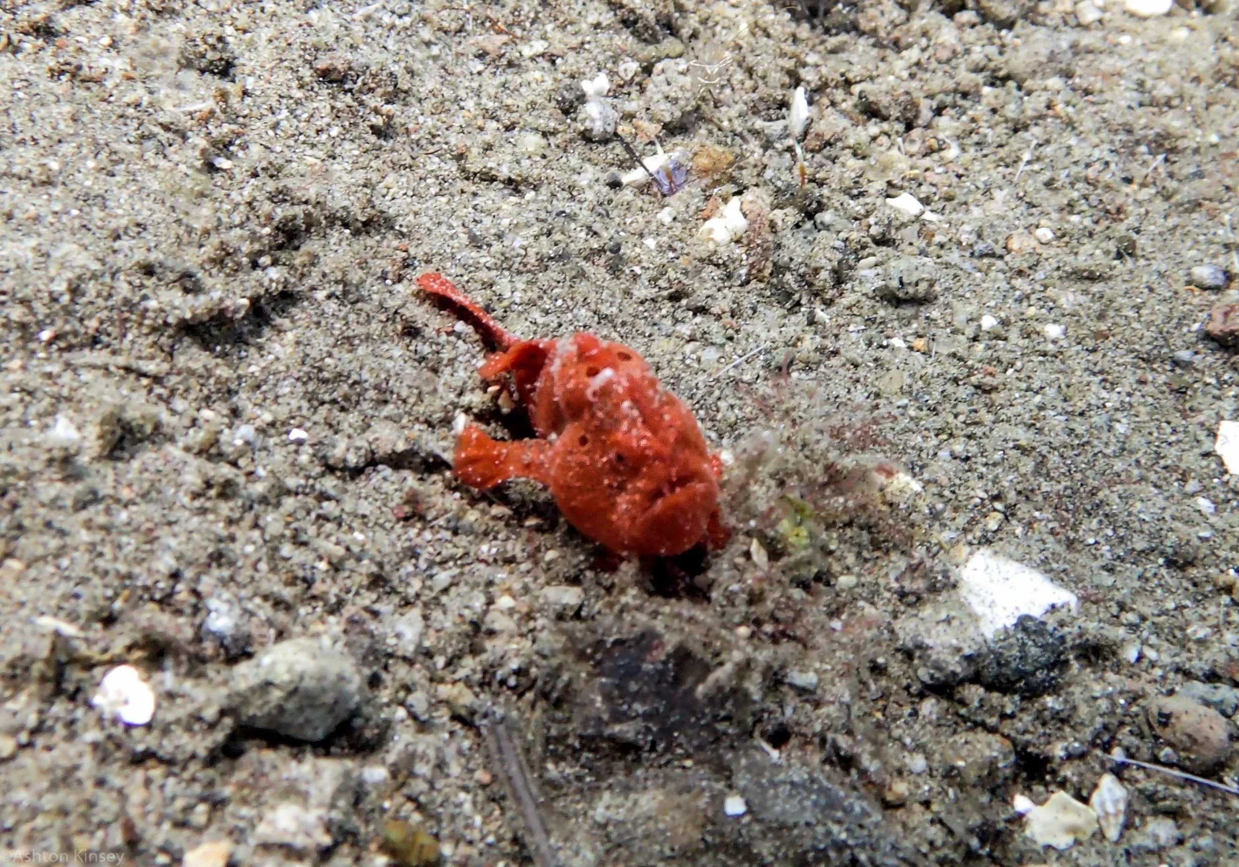 San Miguel North Red Frogfish Dive 2.jpg