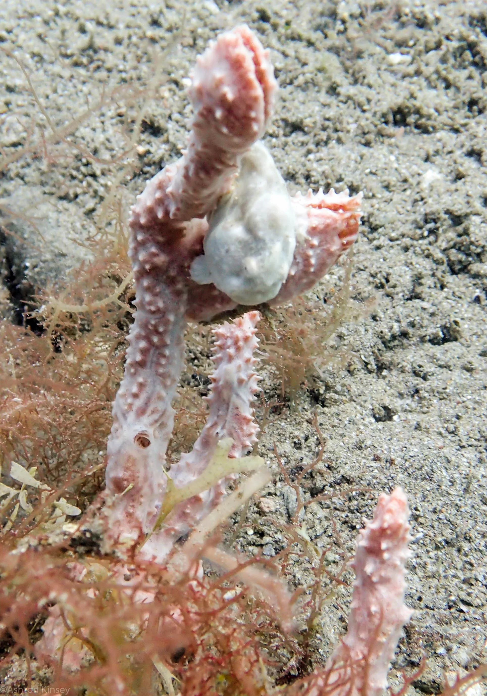San Miguel North White Frogfish Dive 2.jpg