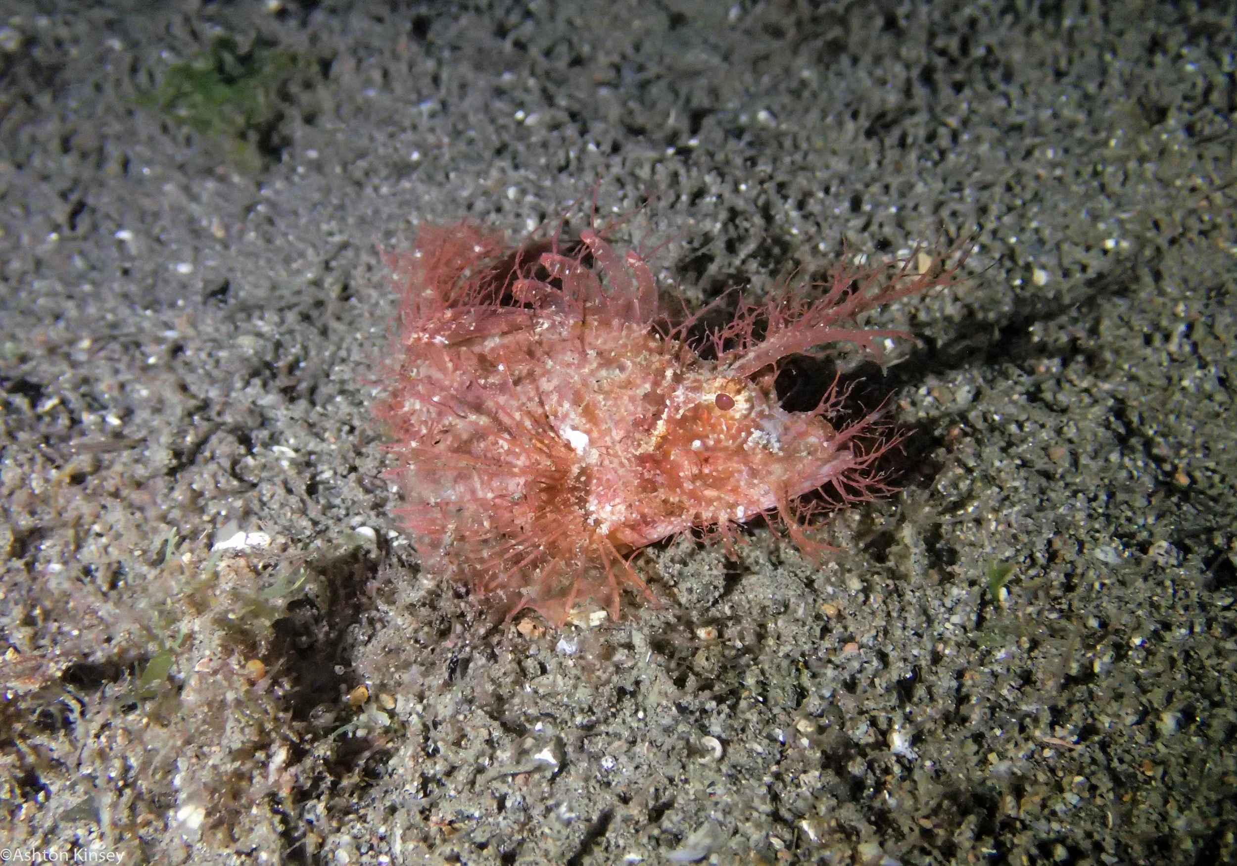 San Miguel North Ambon Scorp Dive 10.jpg