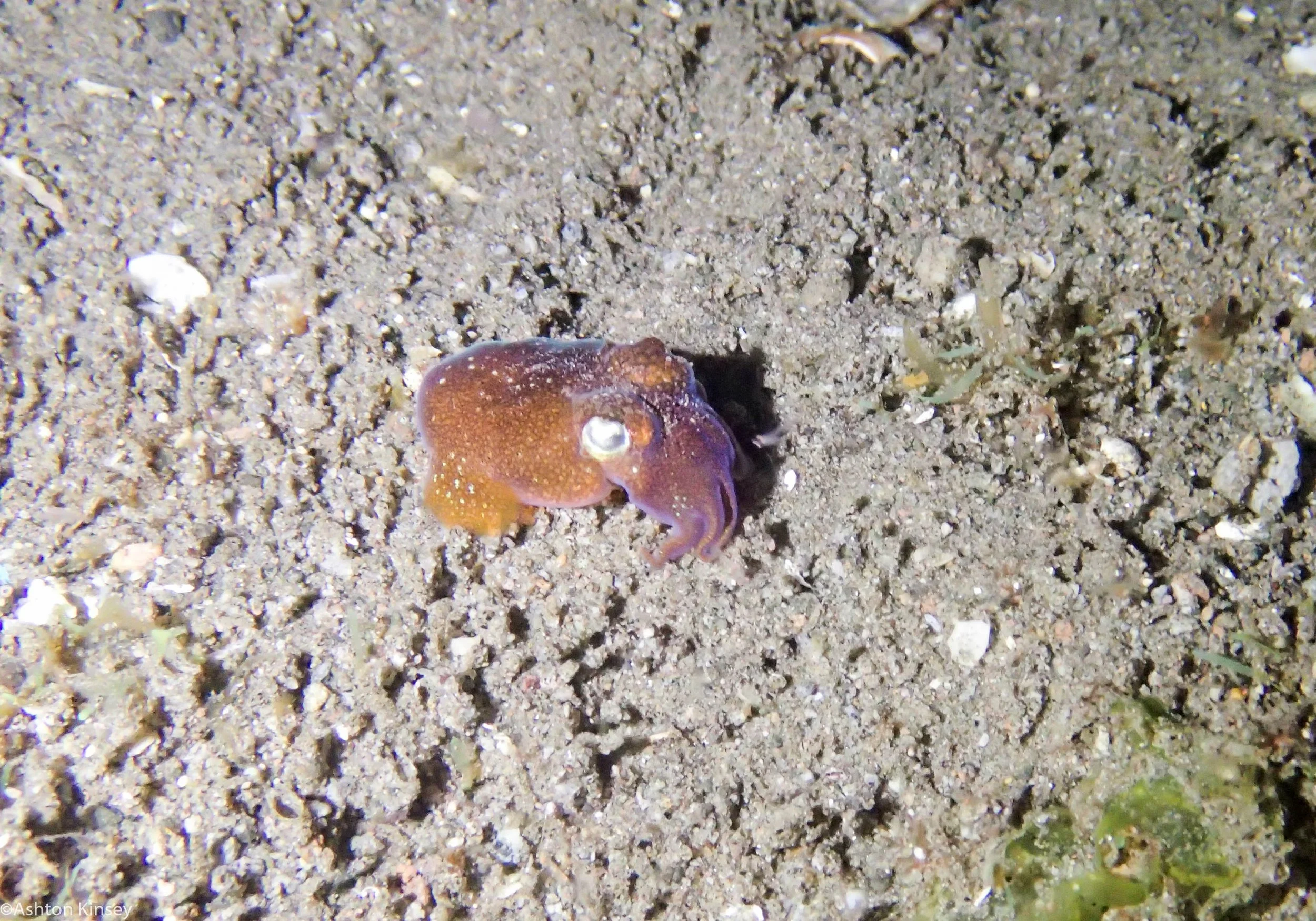 San Miguel North Bobtail Squid Dive 10.jpg