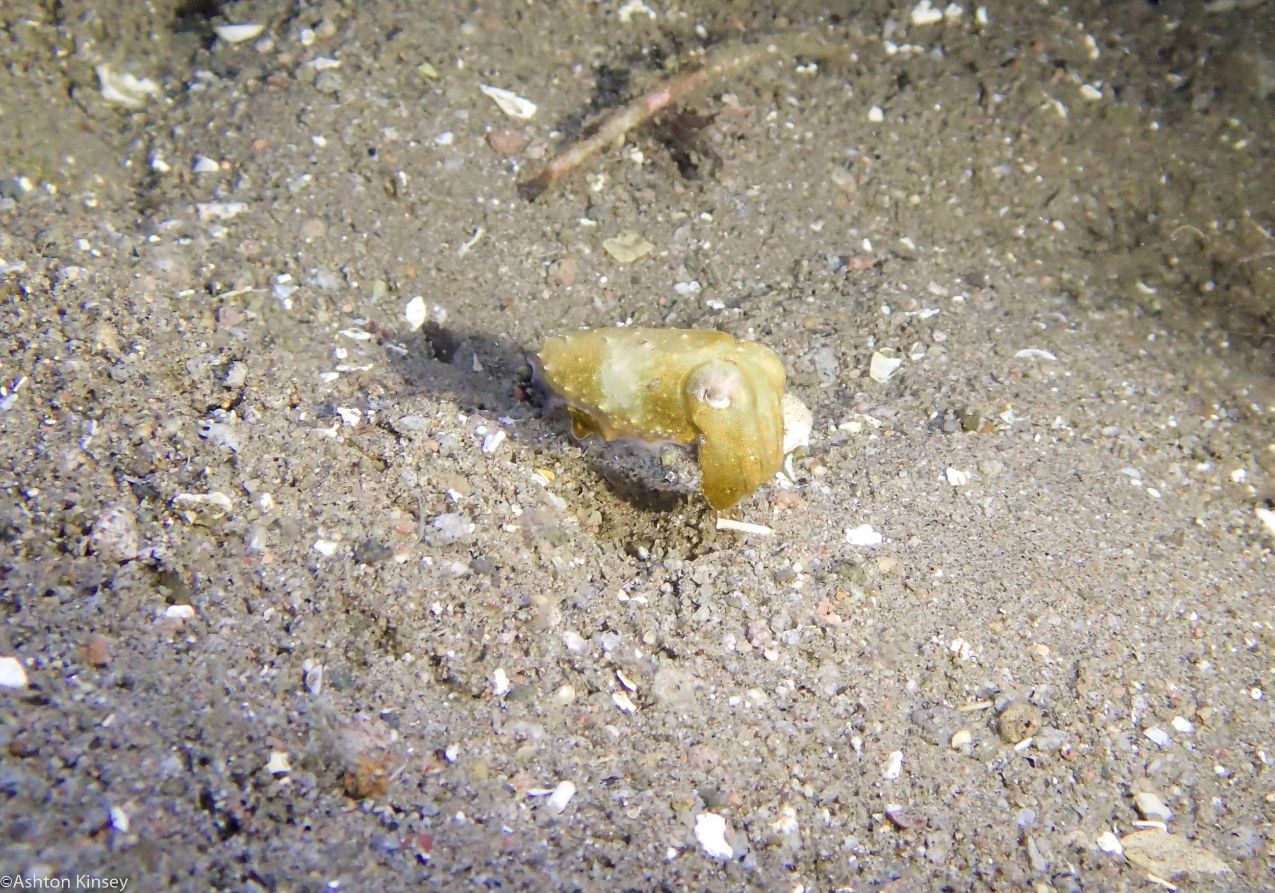 San Miguel North Cuttlefish Dive 10.jpg