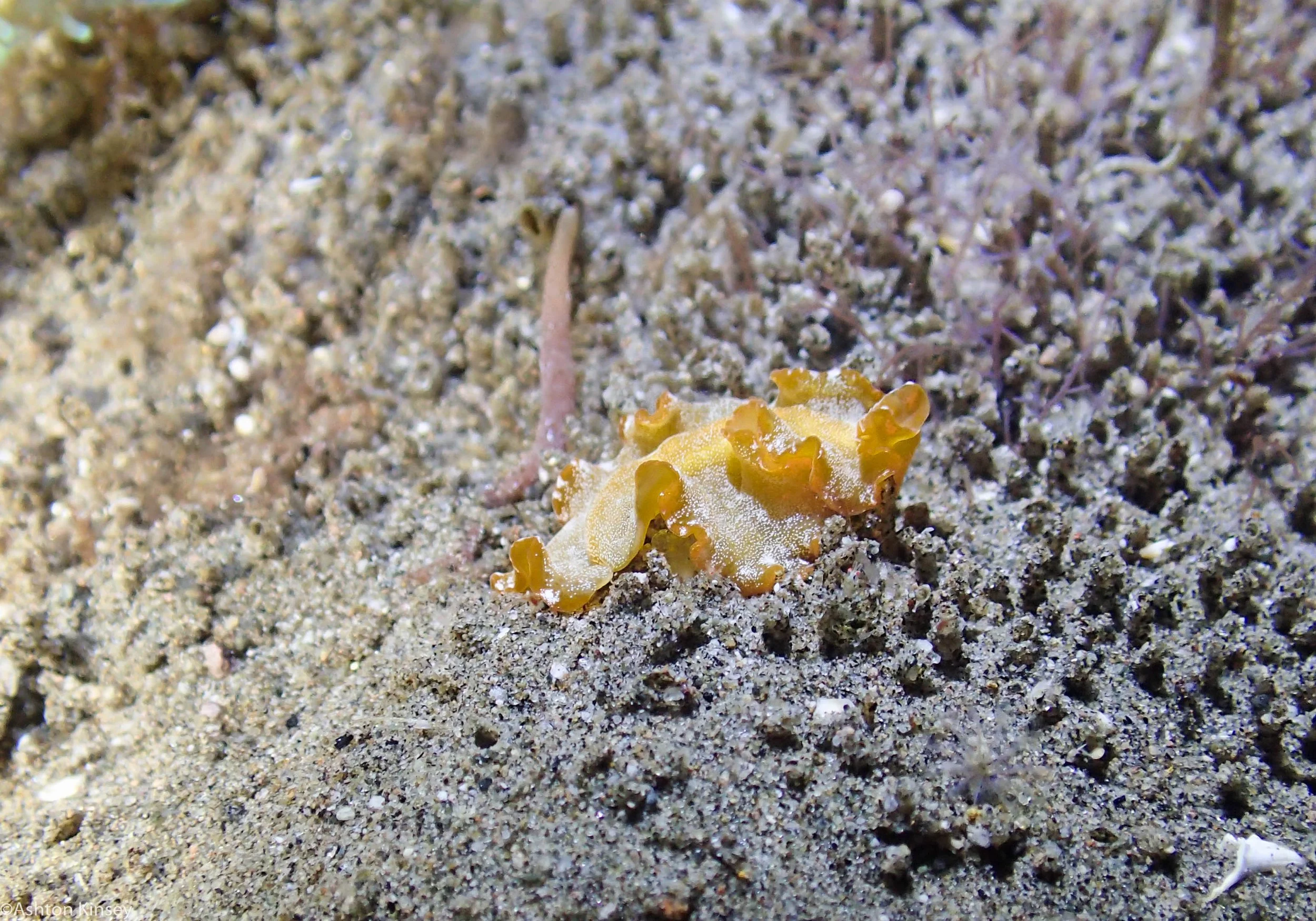 San Miguel North Flat Worm Dive 10.jpg