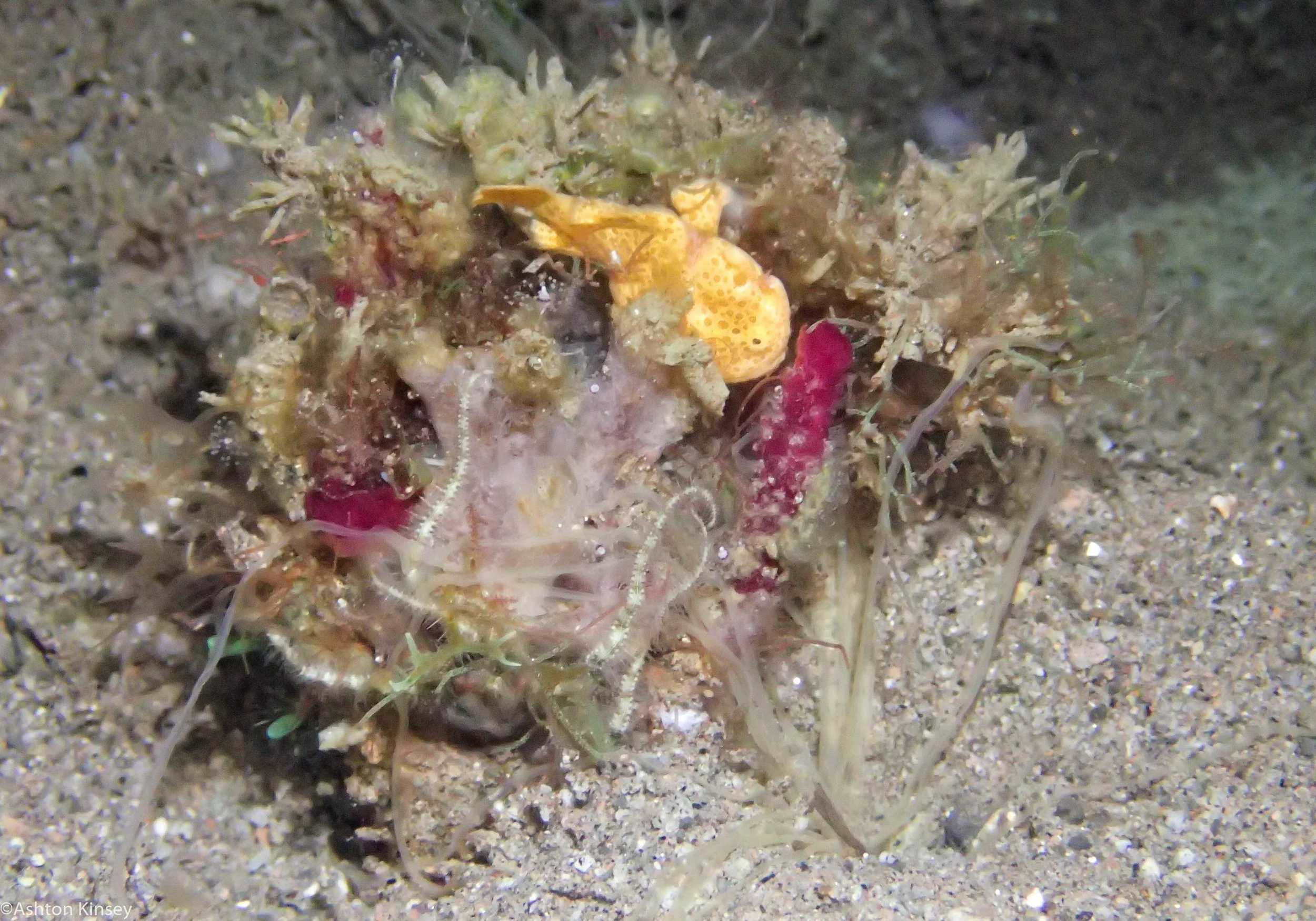 San Miguel North Frog Fish Dive 10.jpg