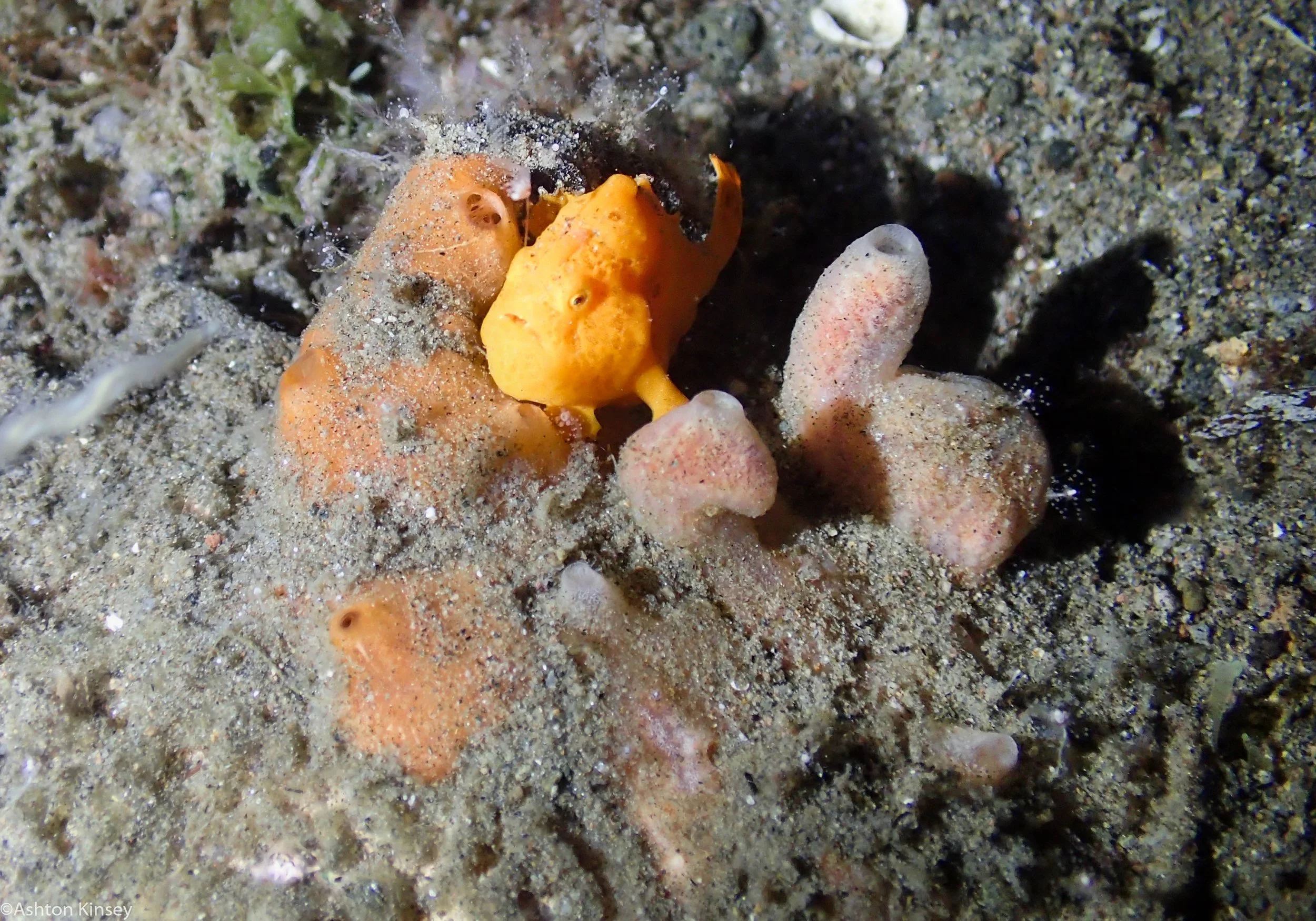 San Miguel North Frogfish Dive 10.jpg
